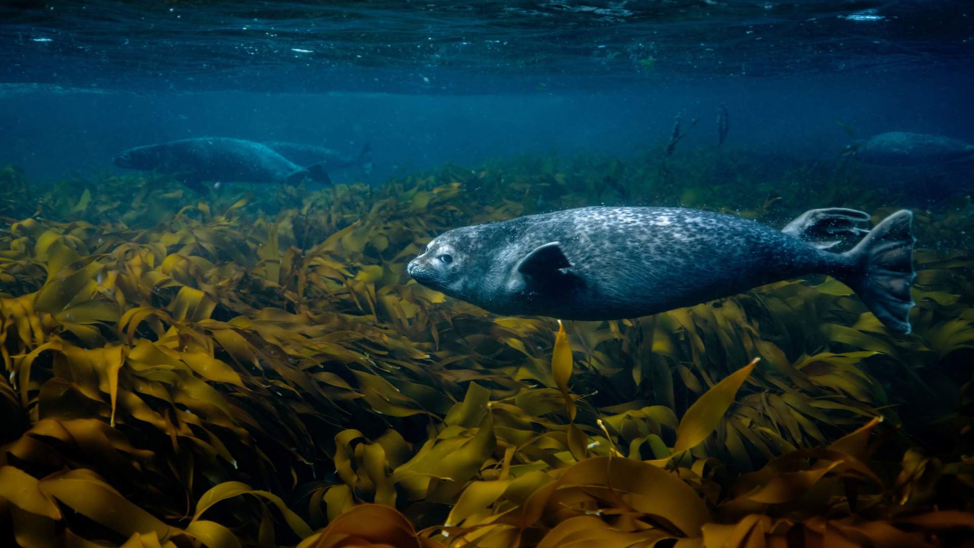 Nyksund Arctic Ocean Adventures