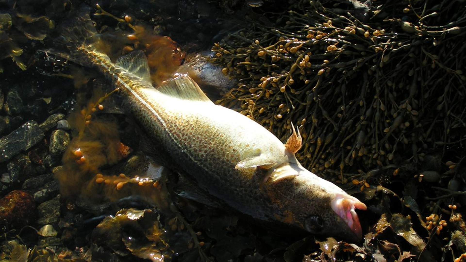 Private shore fishing