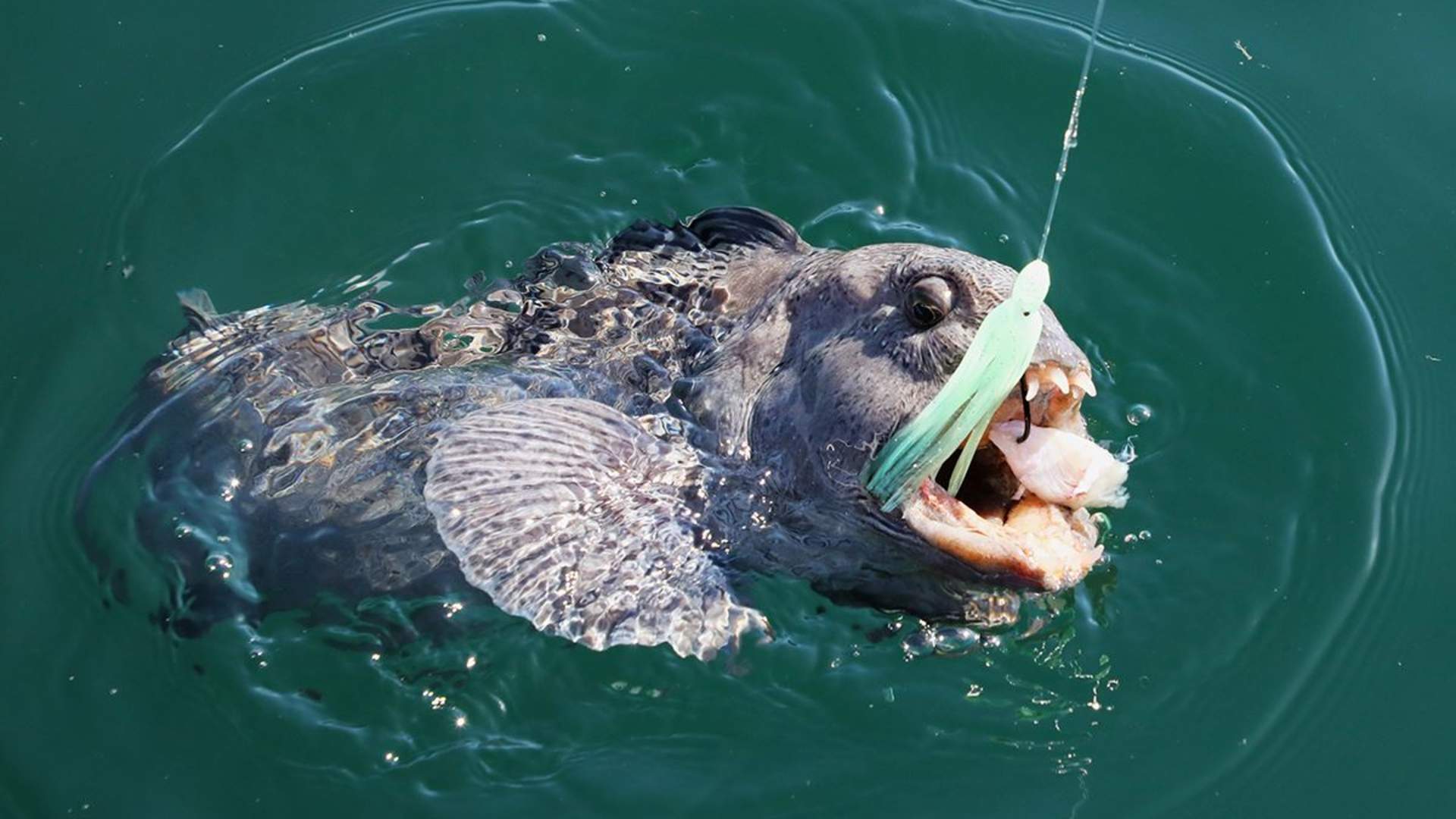 Private shore fishing