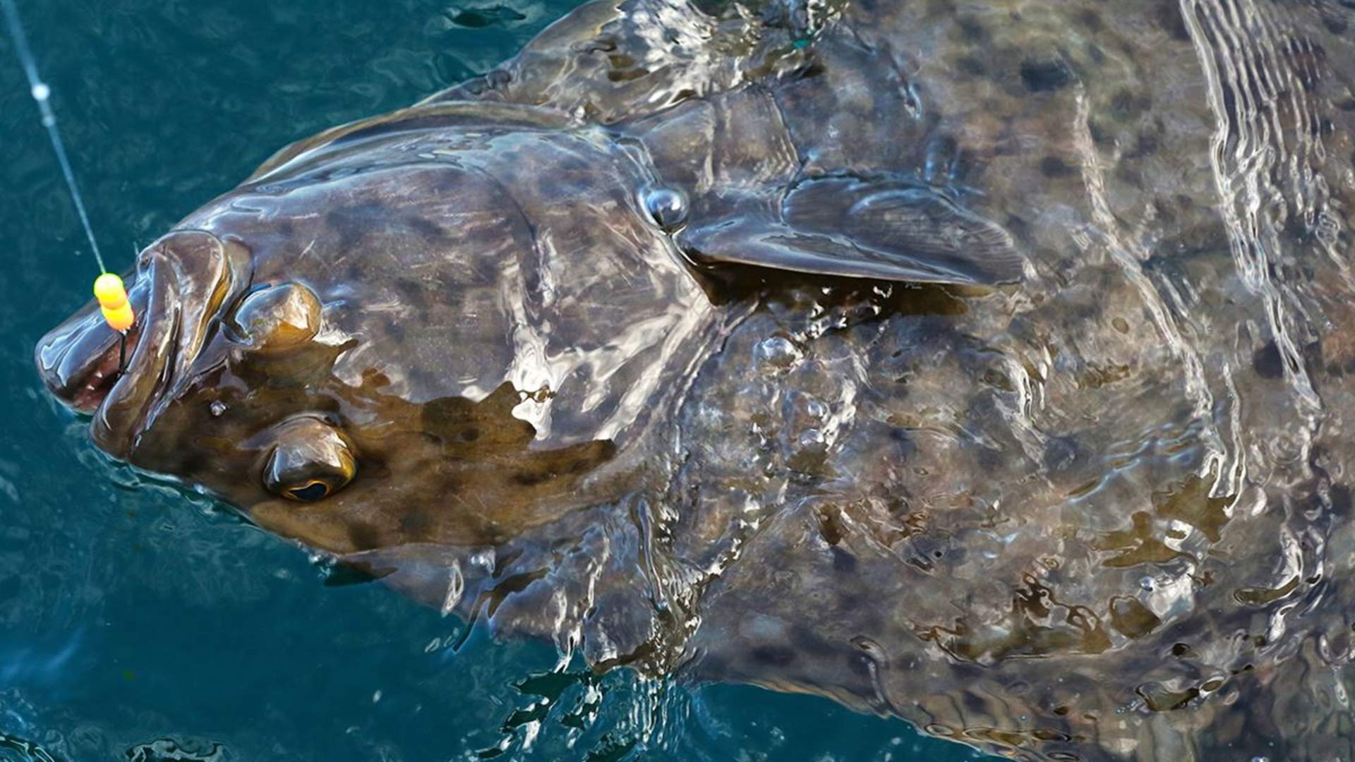 Private shore fishing