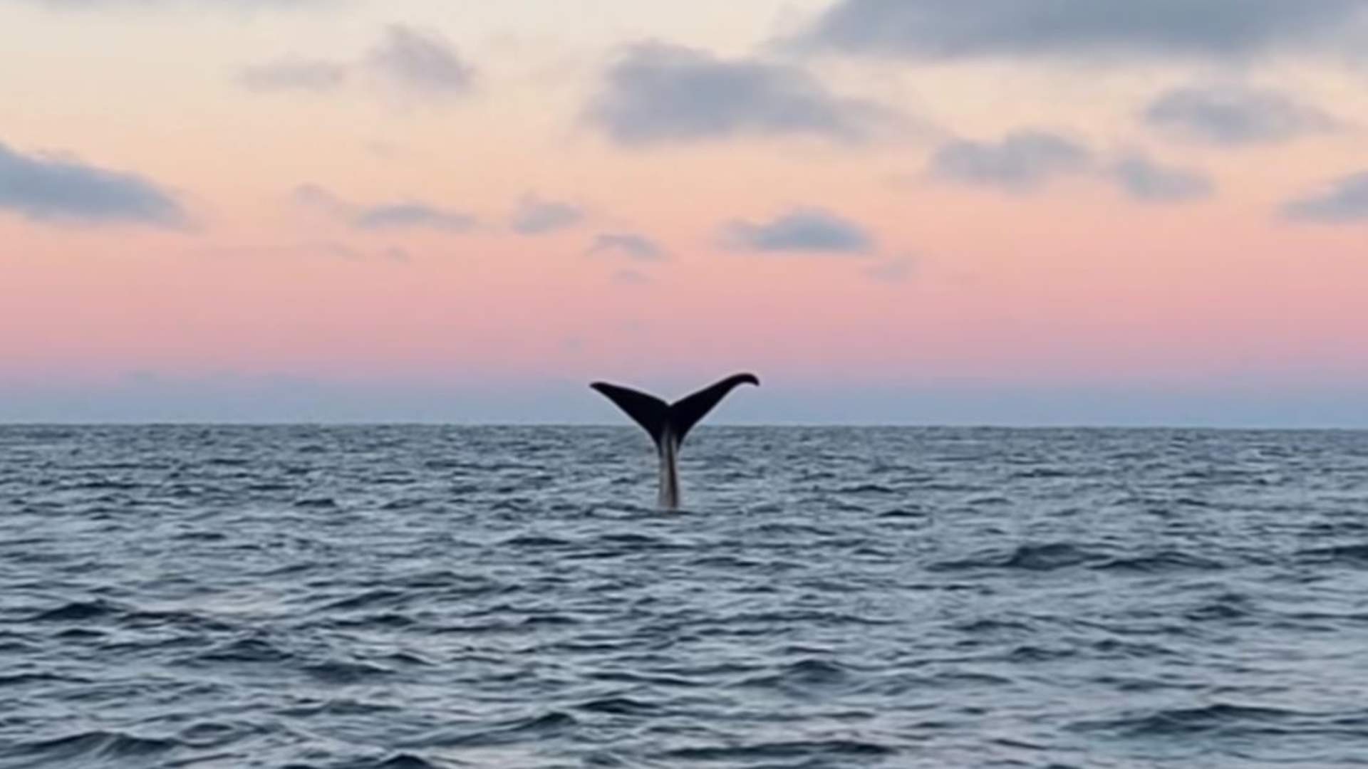 Birds- and wildlife tour - Explore 70 Degrees