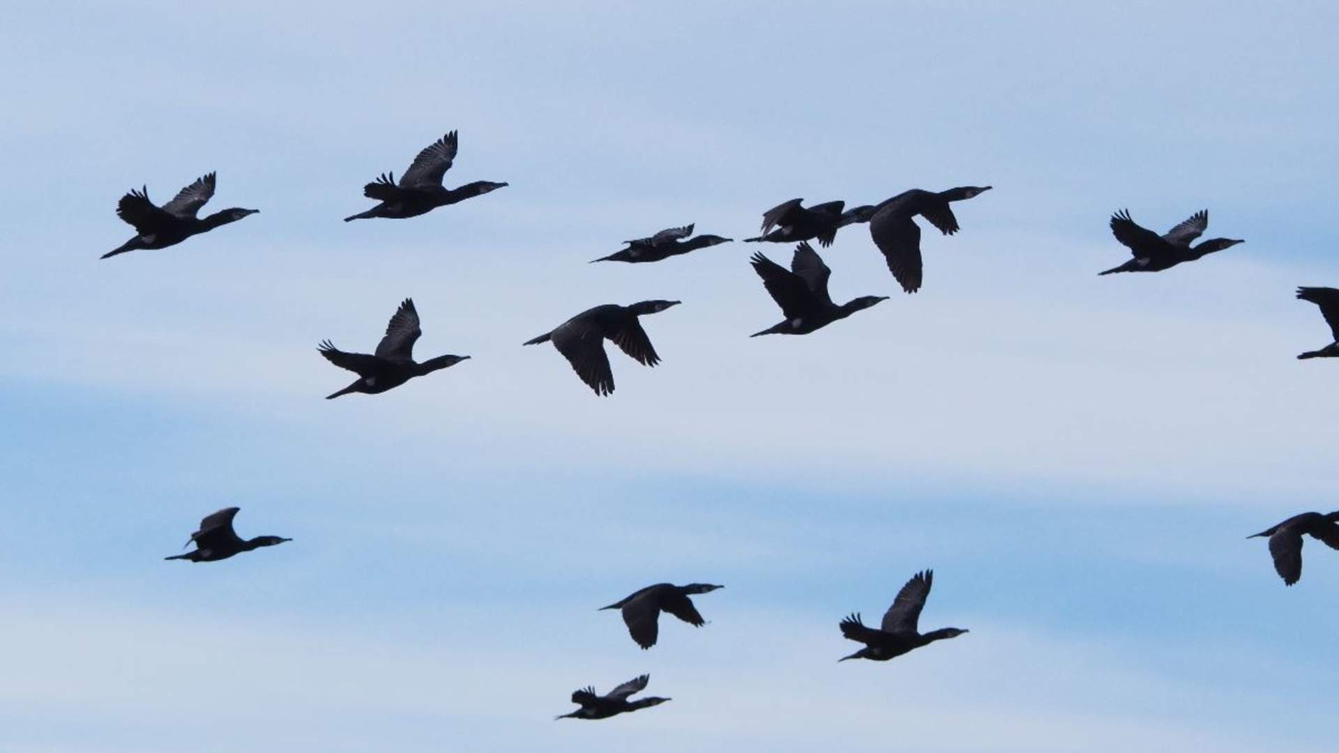 Birds- and wildlife tour - Explore 70 Degrees