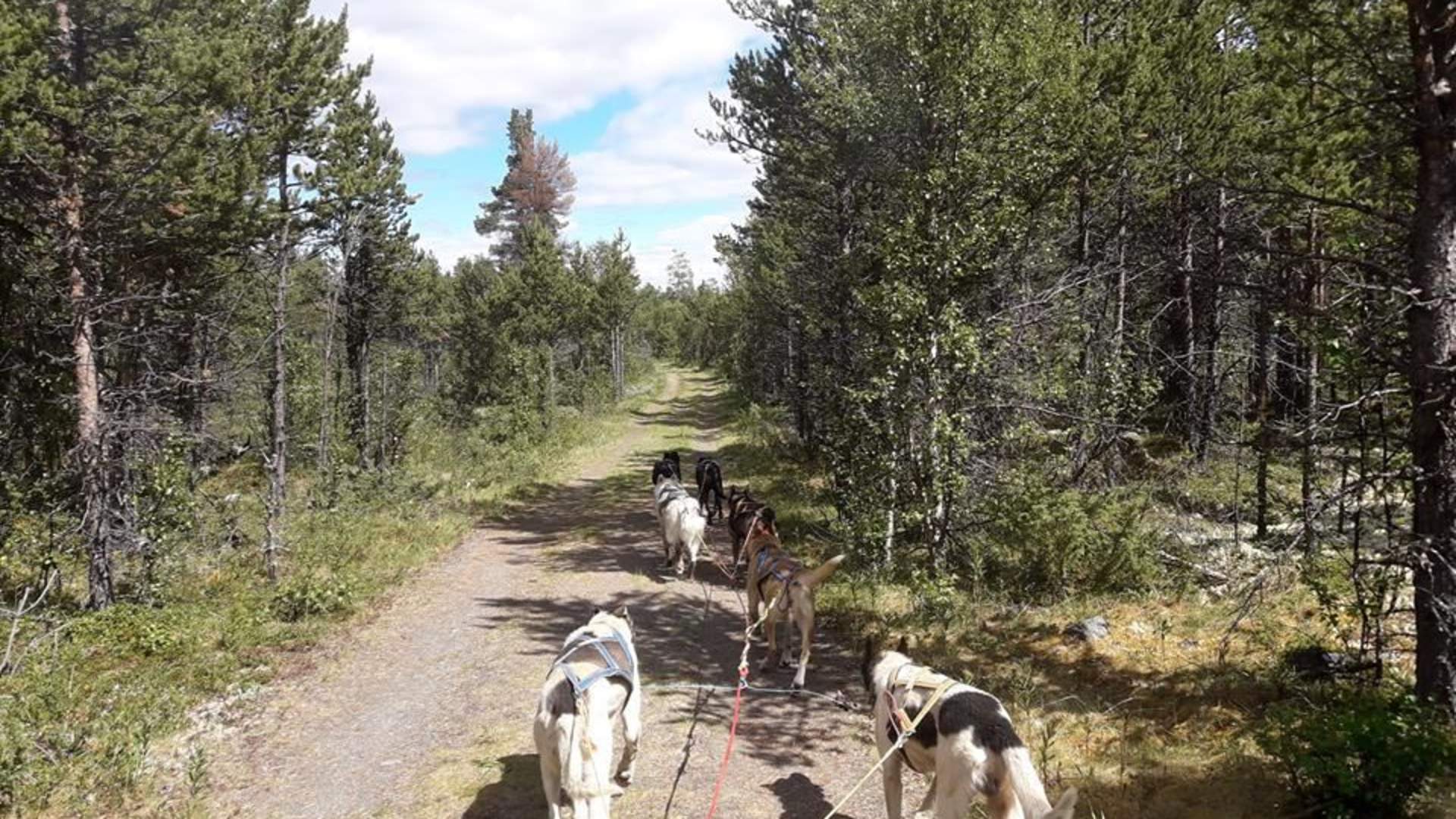 Sjodalen Hyttetun - Hundekjøring sommer