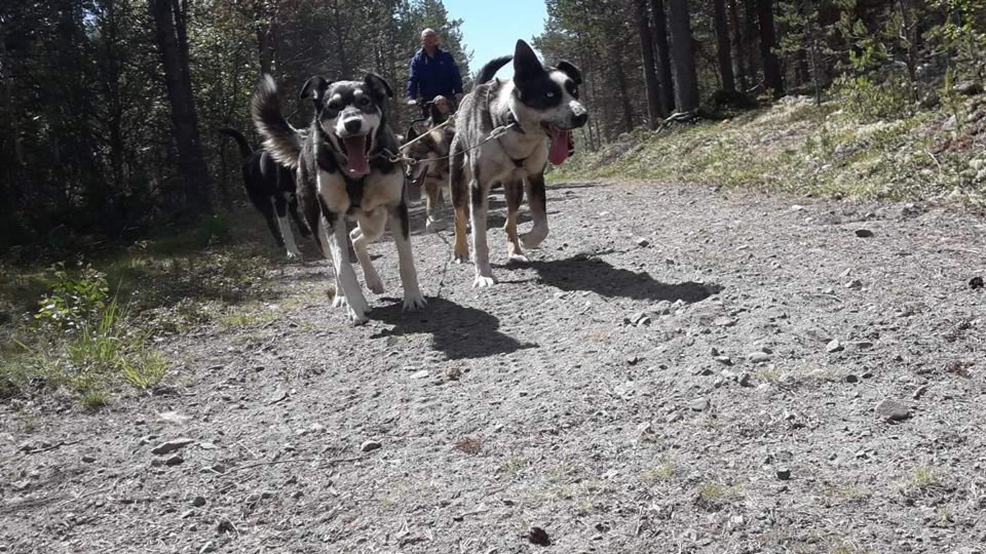Sjodalen Hyttetun - Hundekjøring sommer