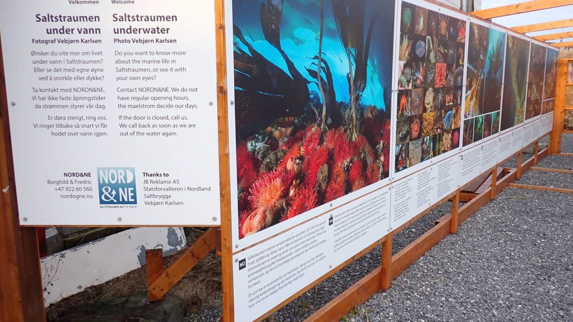 Saltbrygga galleri - Livet under vann i Saltstraumen