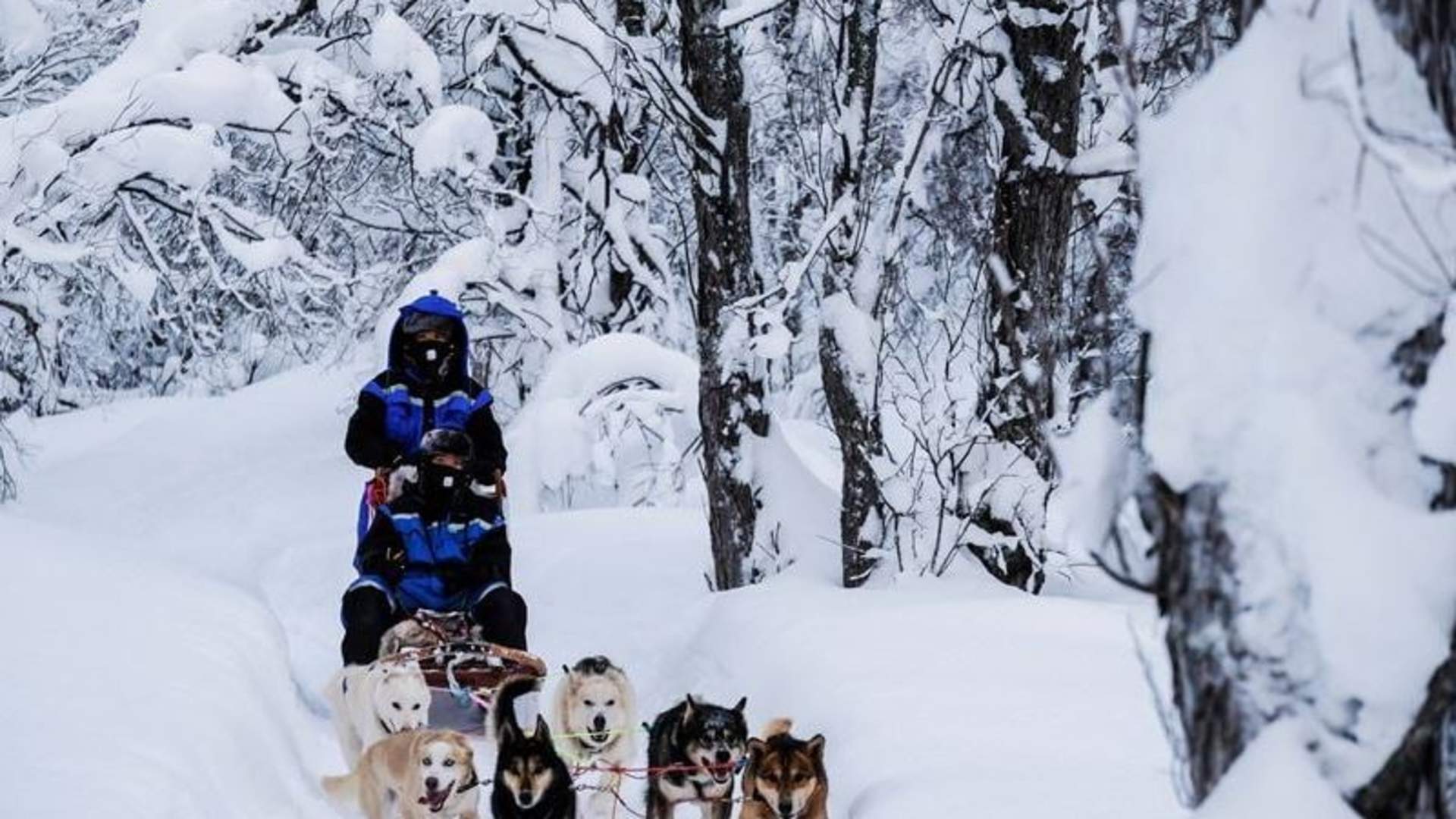 Husky Safari with Harkinn Husky - Morning