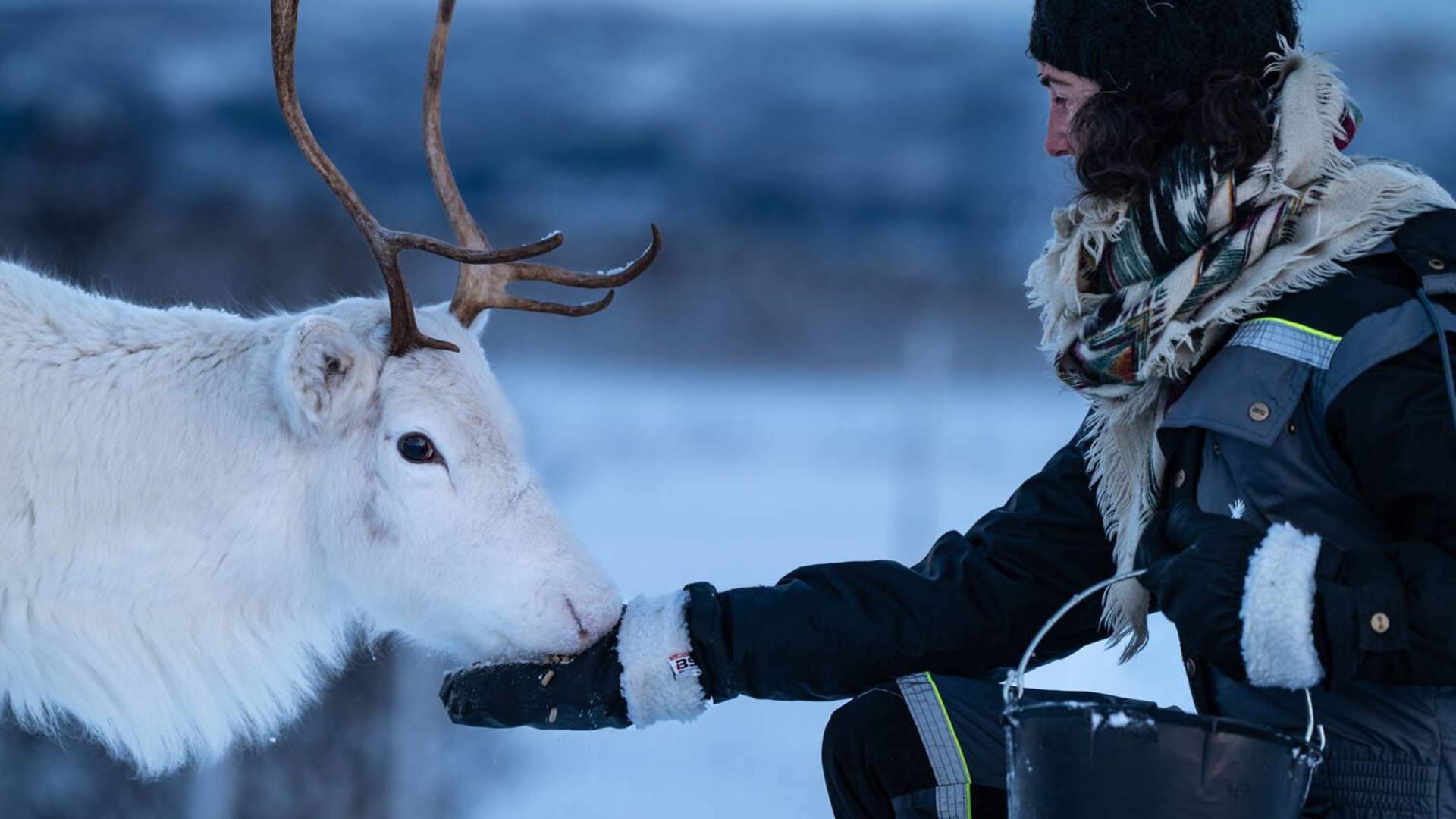 Reindeer Feeding and Sami Culture (1 PM departure)
