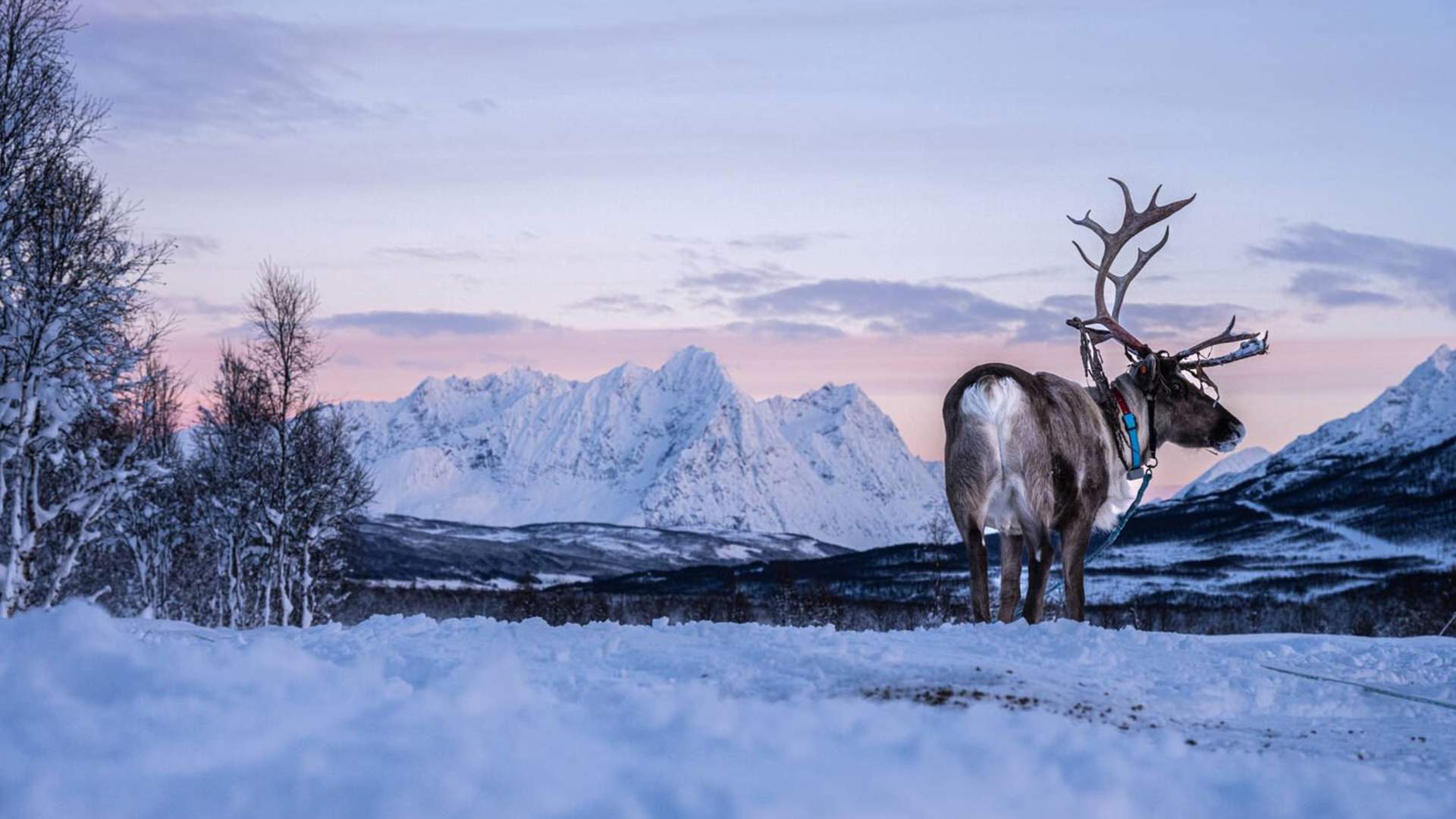 Reindeer Feeding and Sami Culture (1 PM departure)