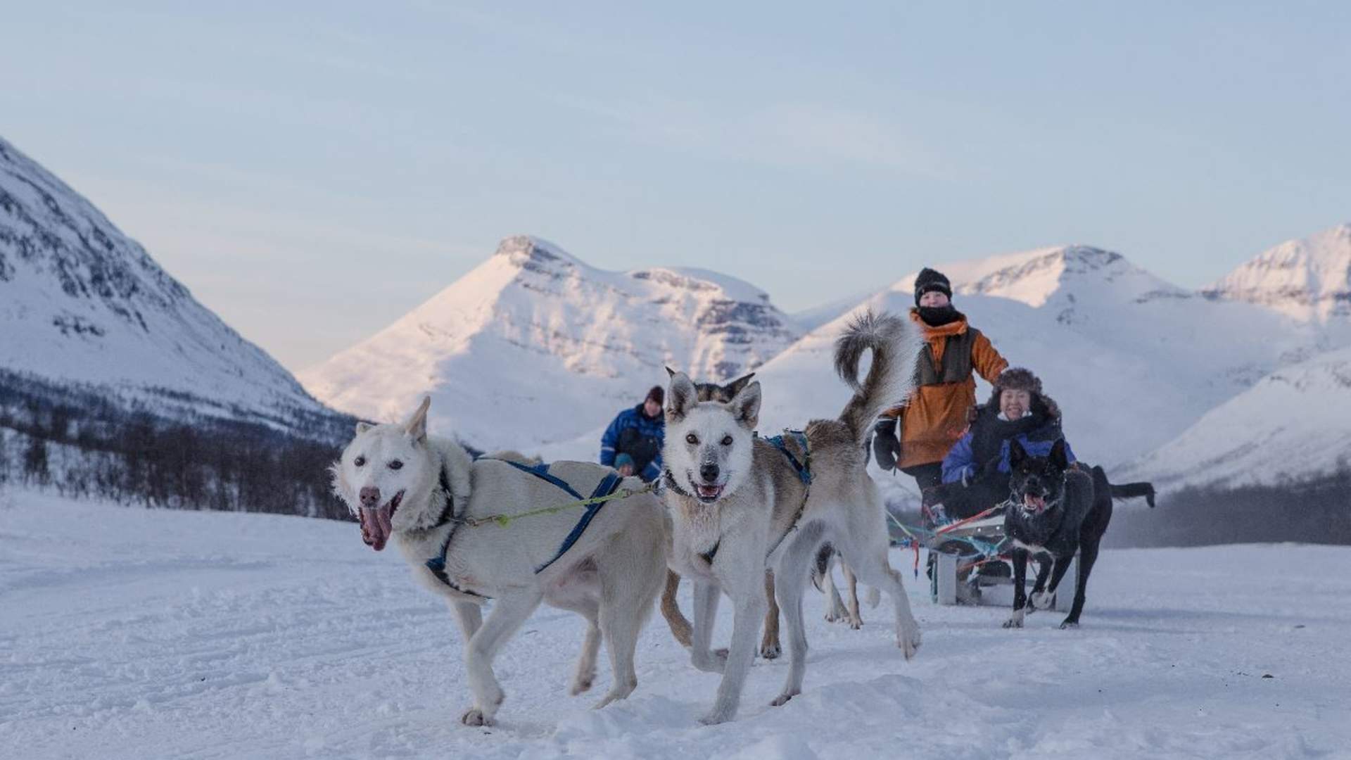 Advanced Dog Sledding Daytime - Incl. Transport
