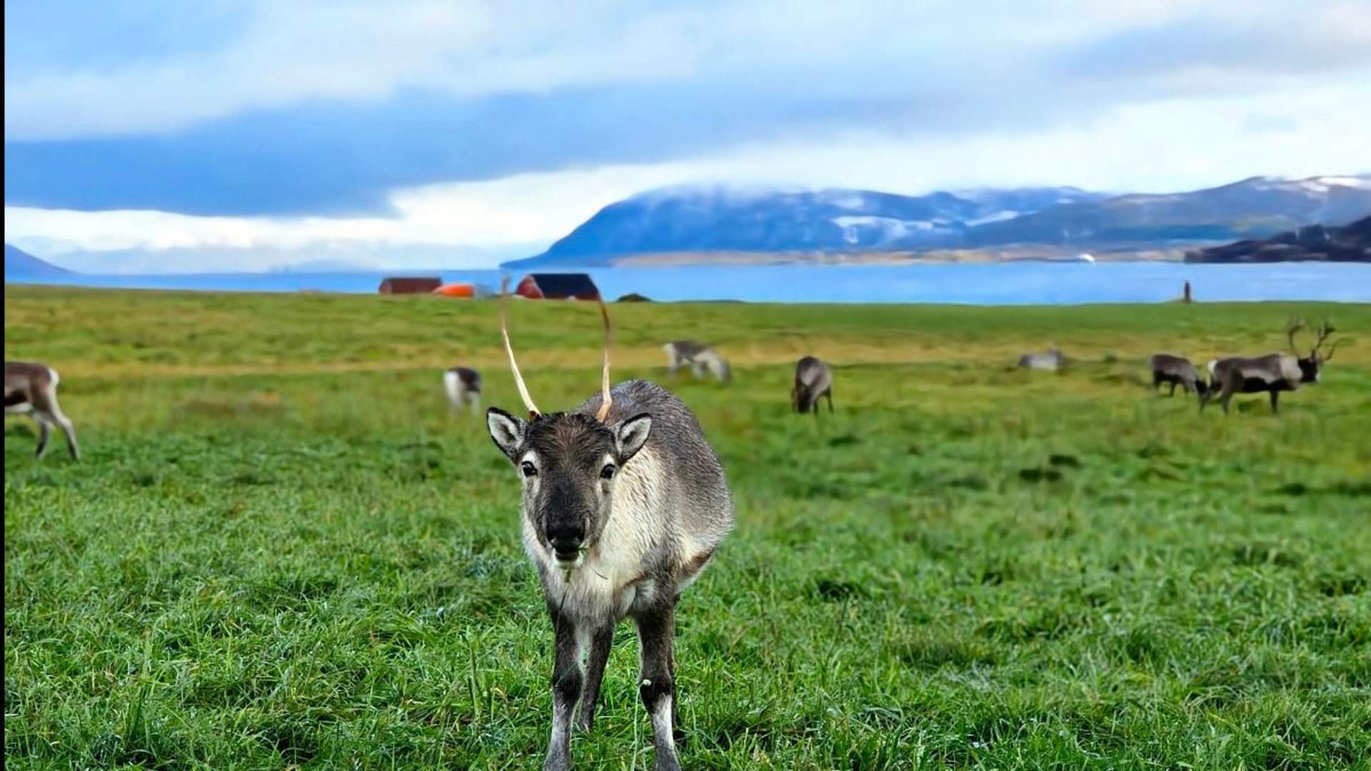 Arktisk Fjord sightseeing med bil
