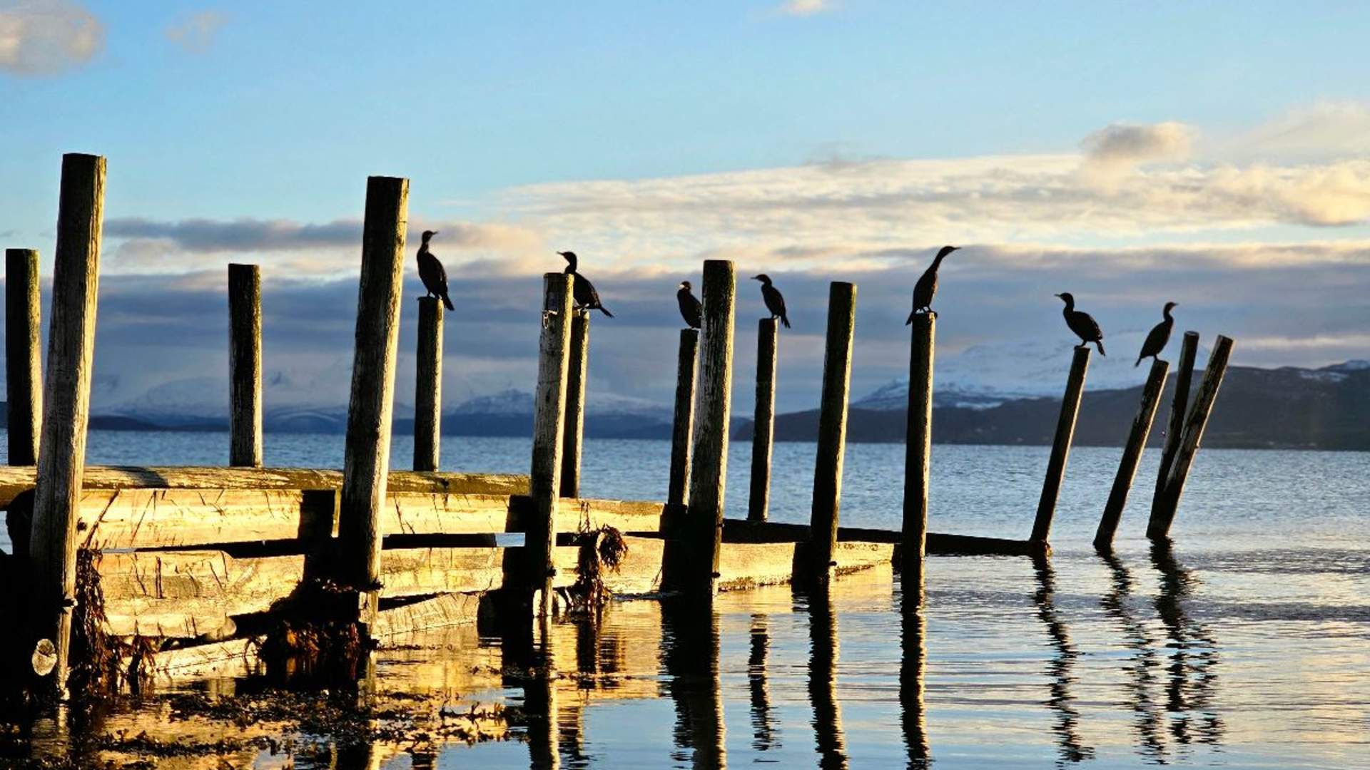 Arktisk Fjord sightseeing med bil