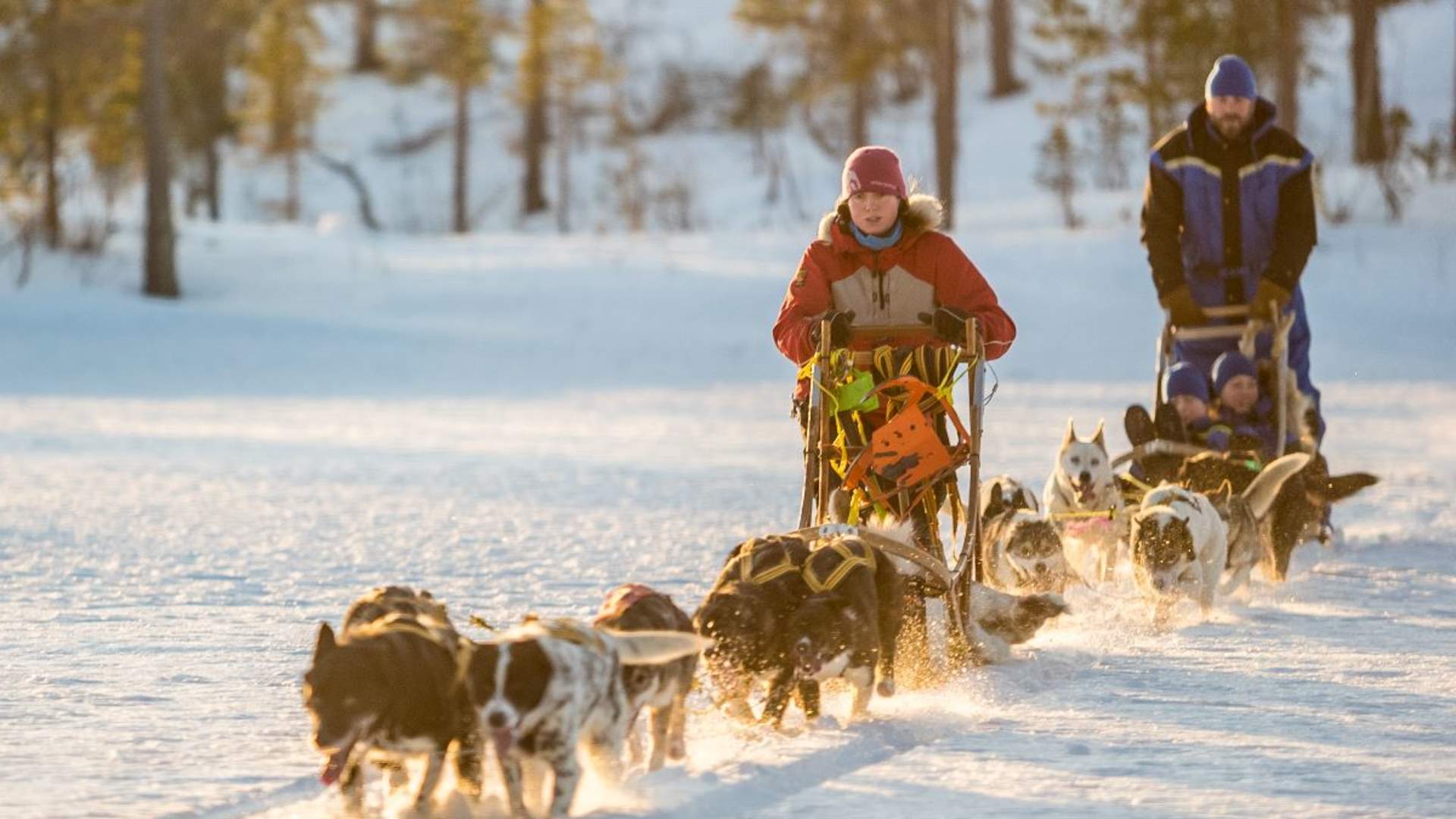 Lyngen Husky Safari