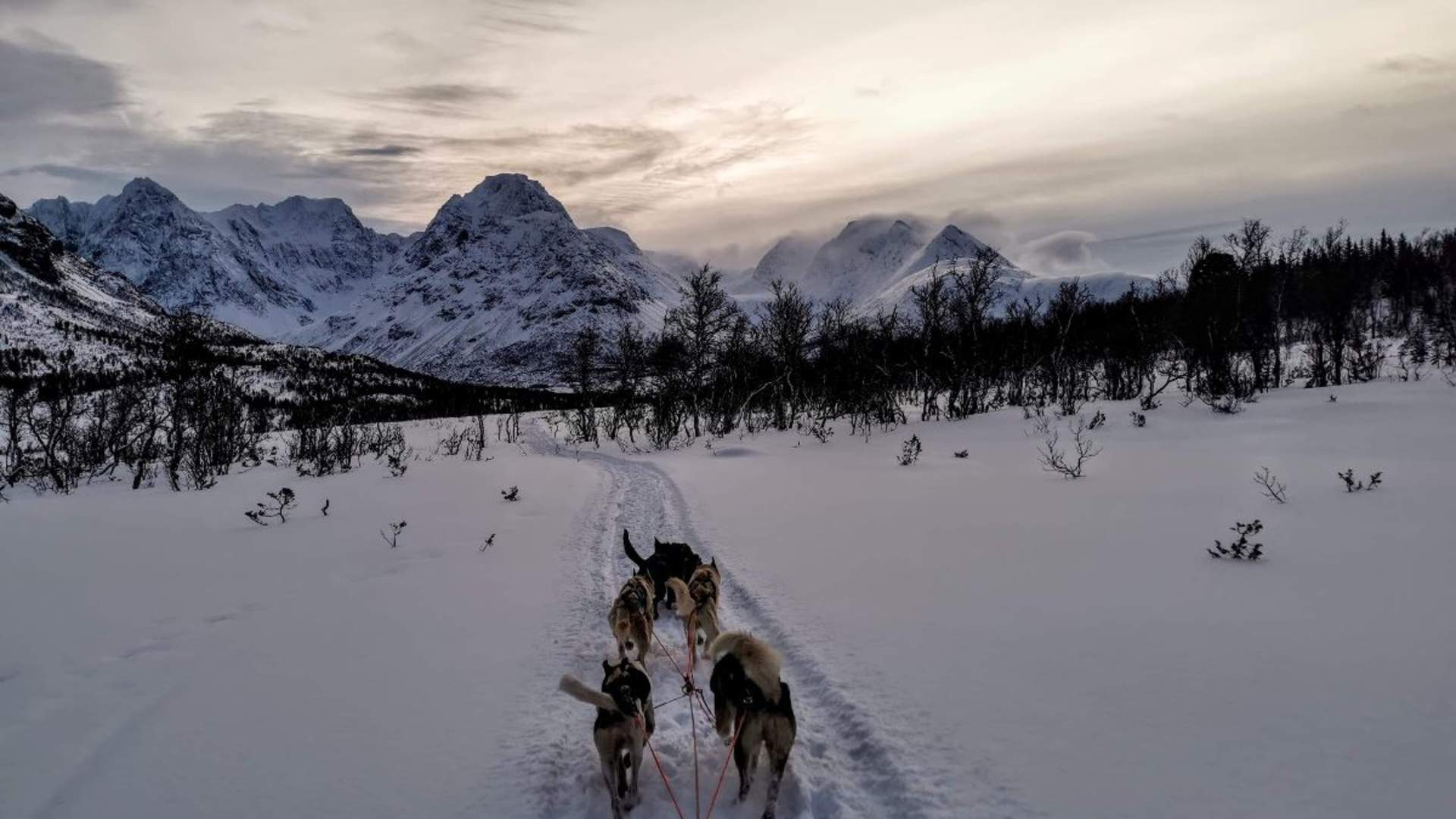 Lyngen Husky Safari