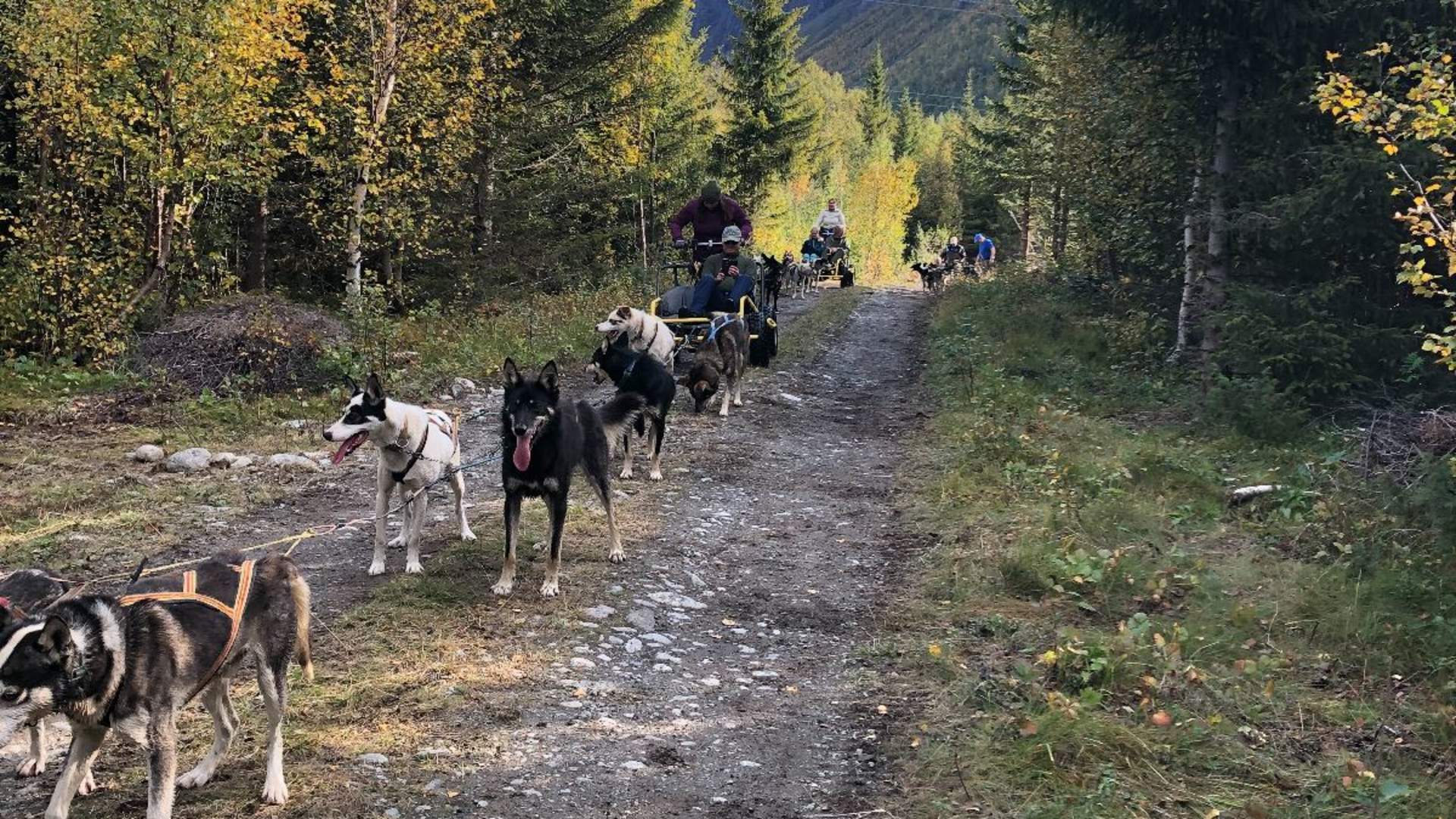 Dog sledding on wheels - Activenorth