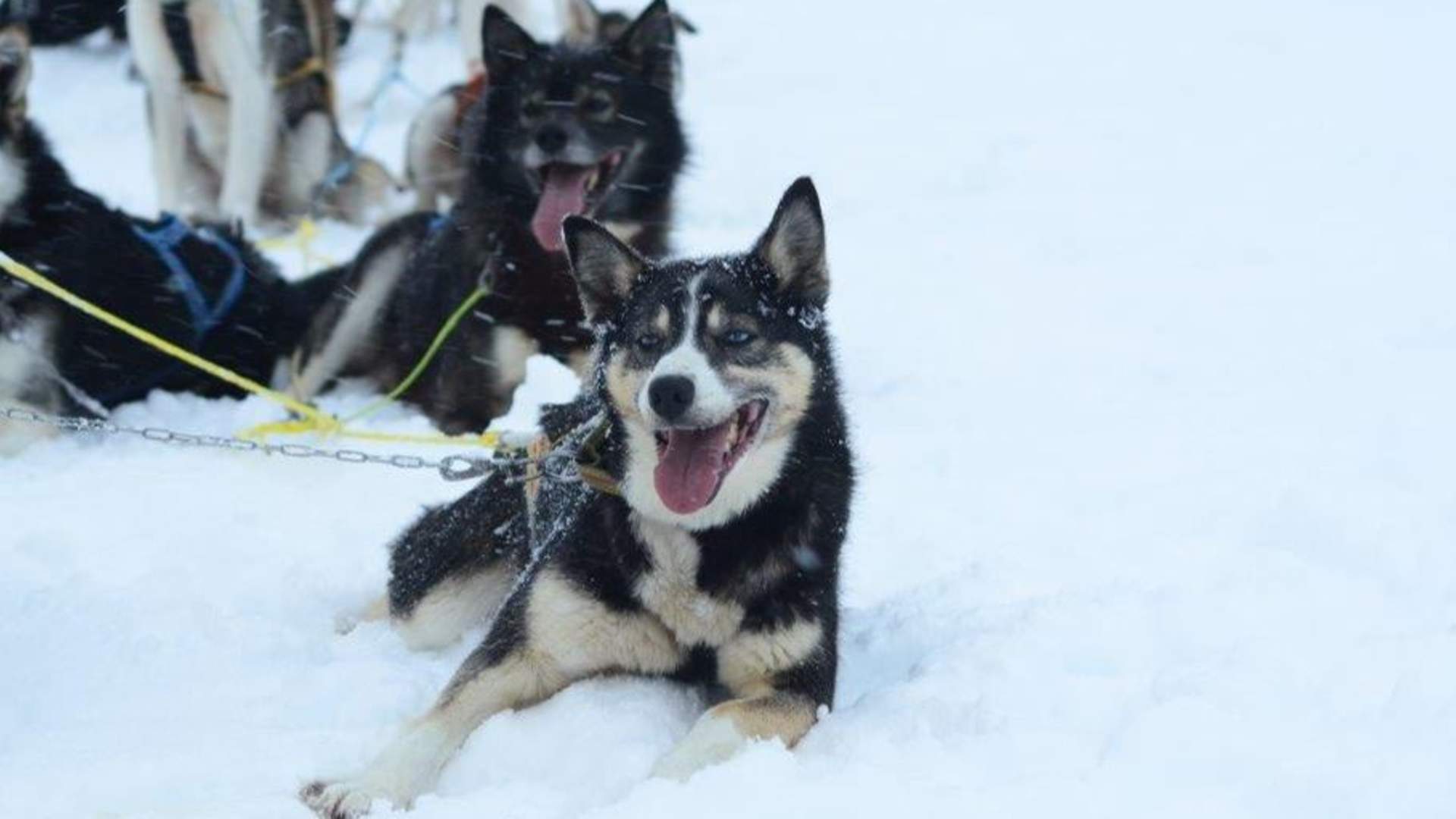 Dog sledding in arctic nature with lunch first - Activenorth