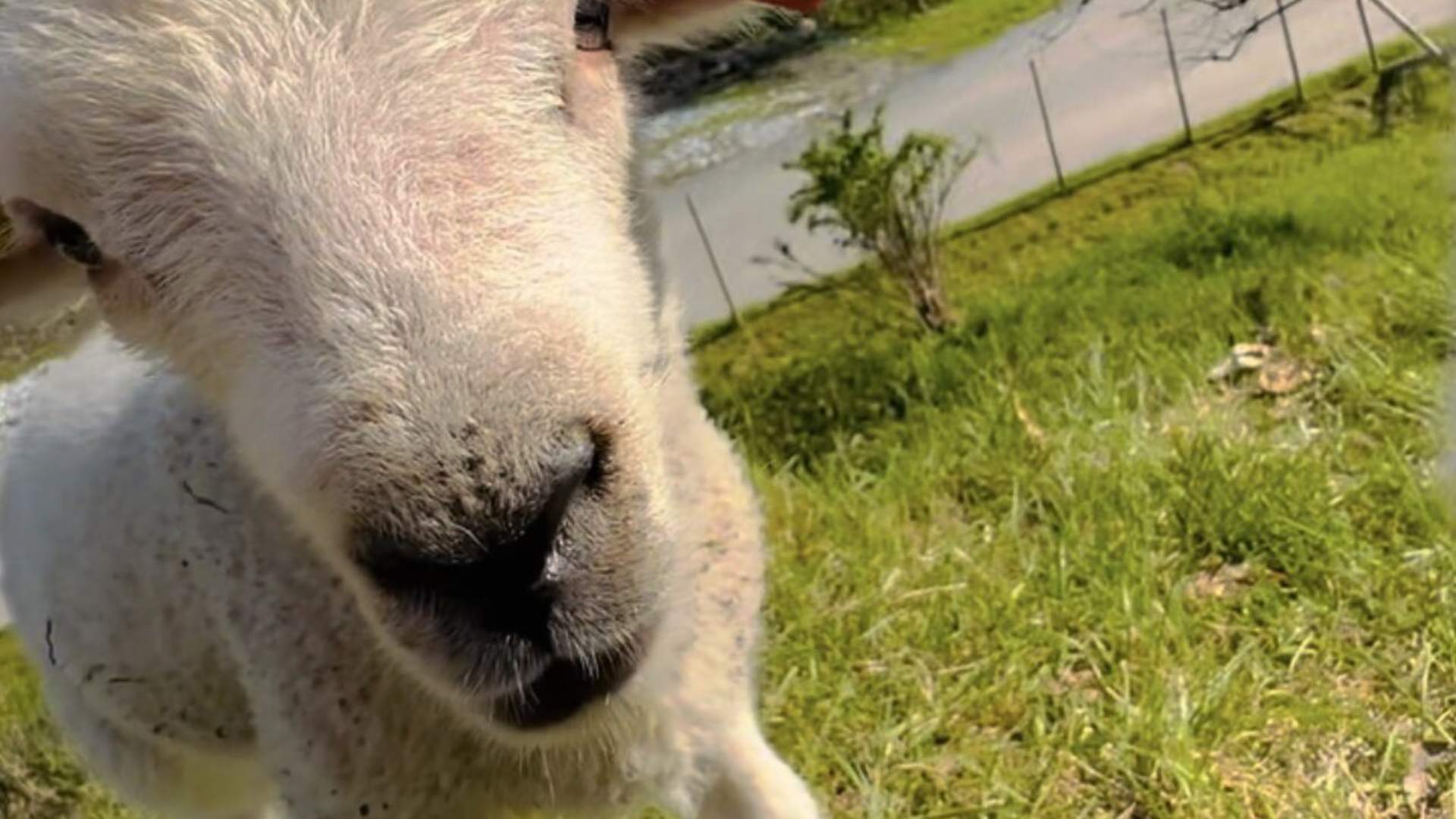 I Ro og Mak ved Straumen gård