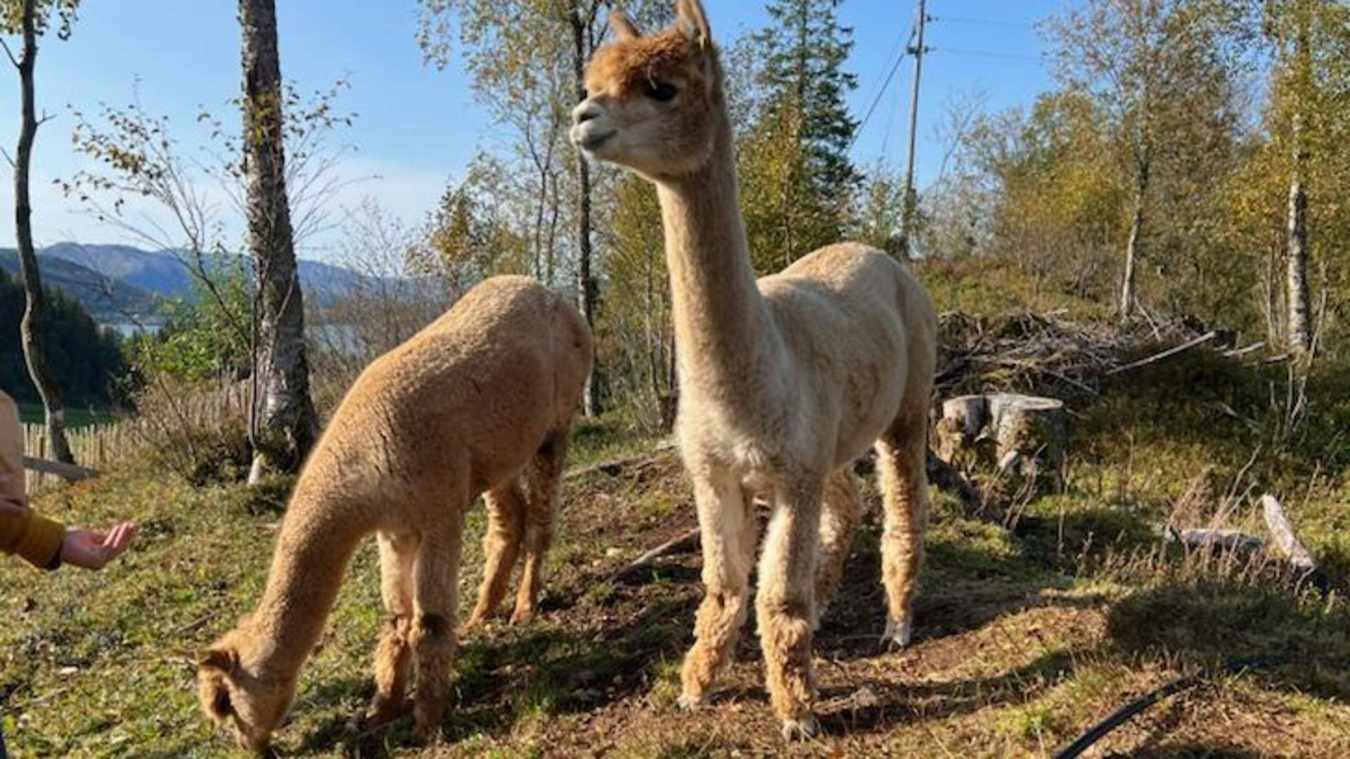 I Ro og Mak ved Straumen gård