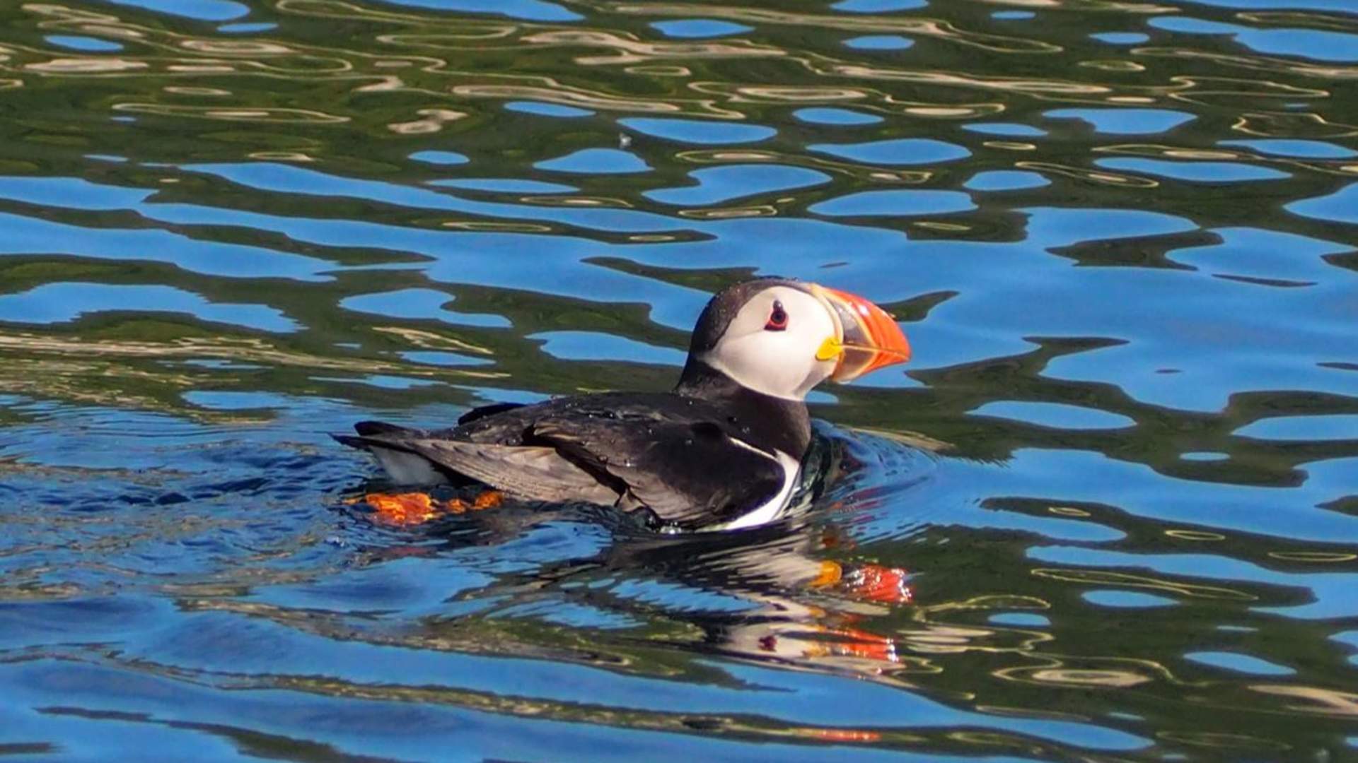 Birds- and wildlife tour - Explore 70 Degrees
