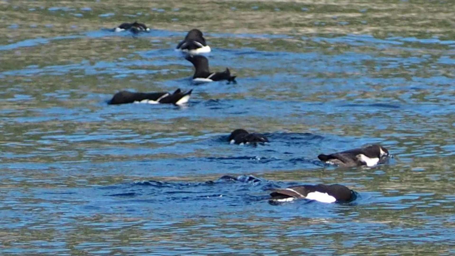Birds- and wildlife tour - Explore 70 Degrees