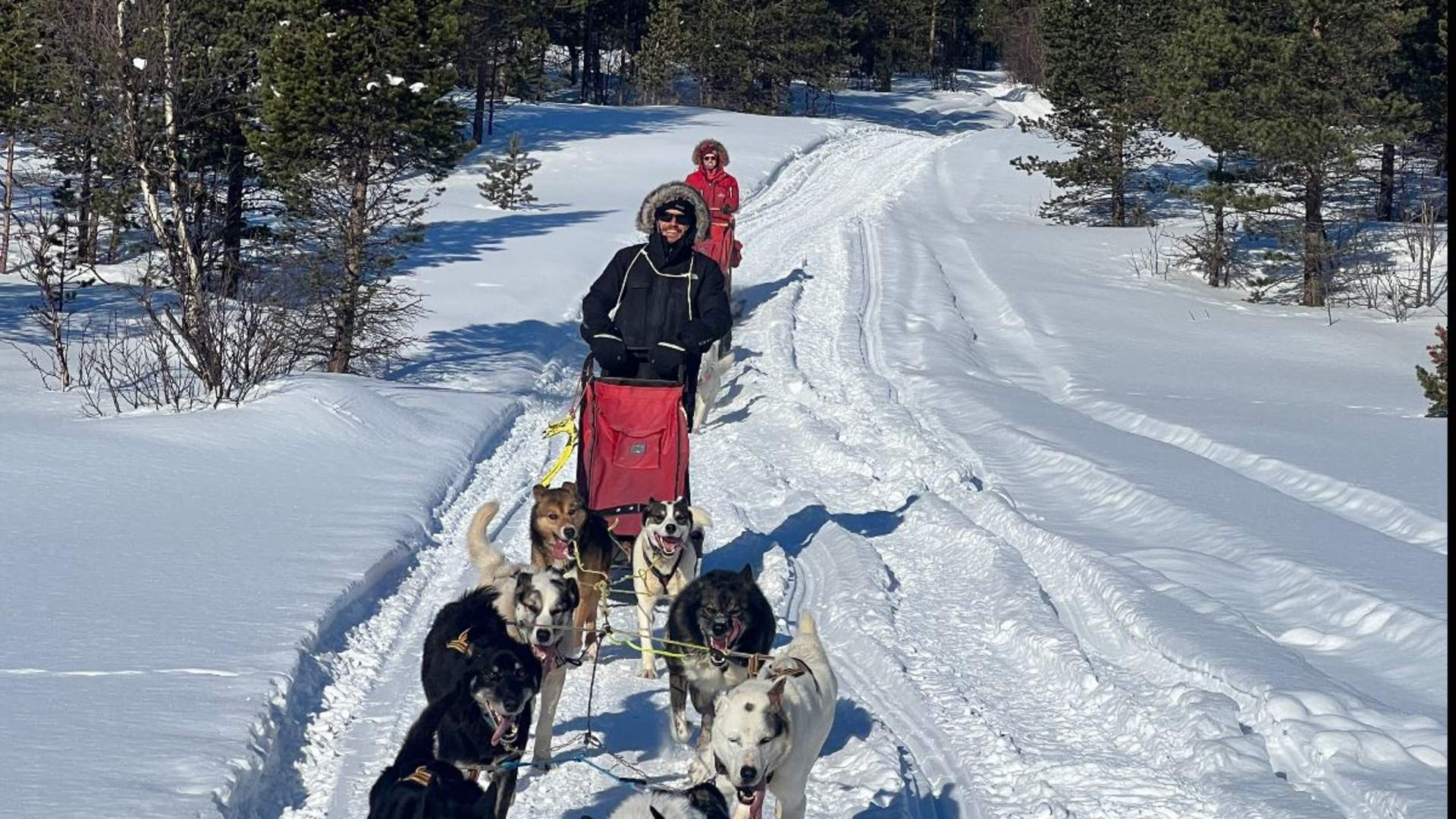 Activenorth - Dog sledding