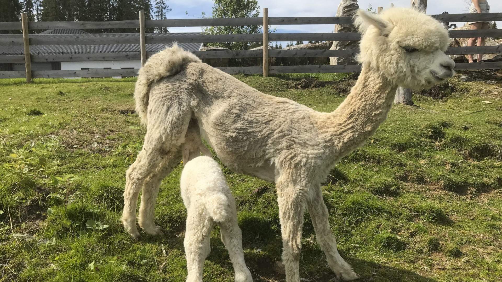 Løyle Gård - Besøksgård med alpakka, hester, hunder og geiter