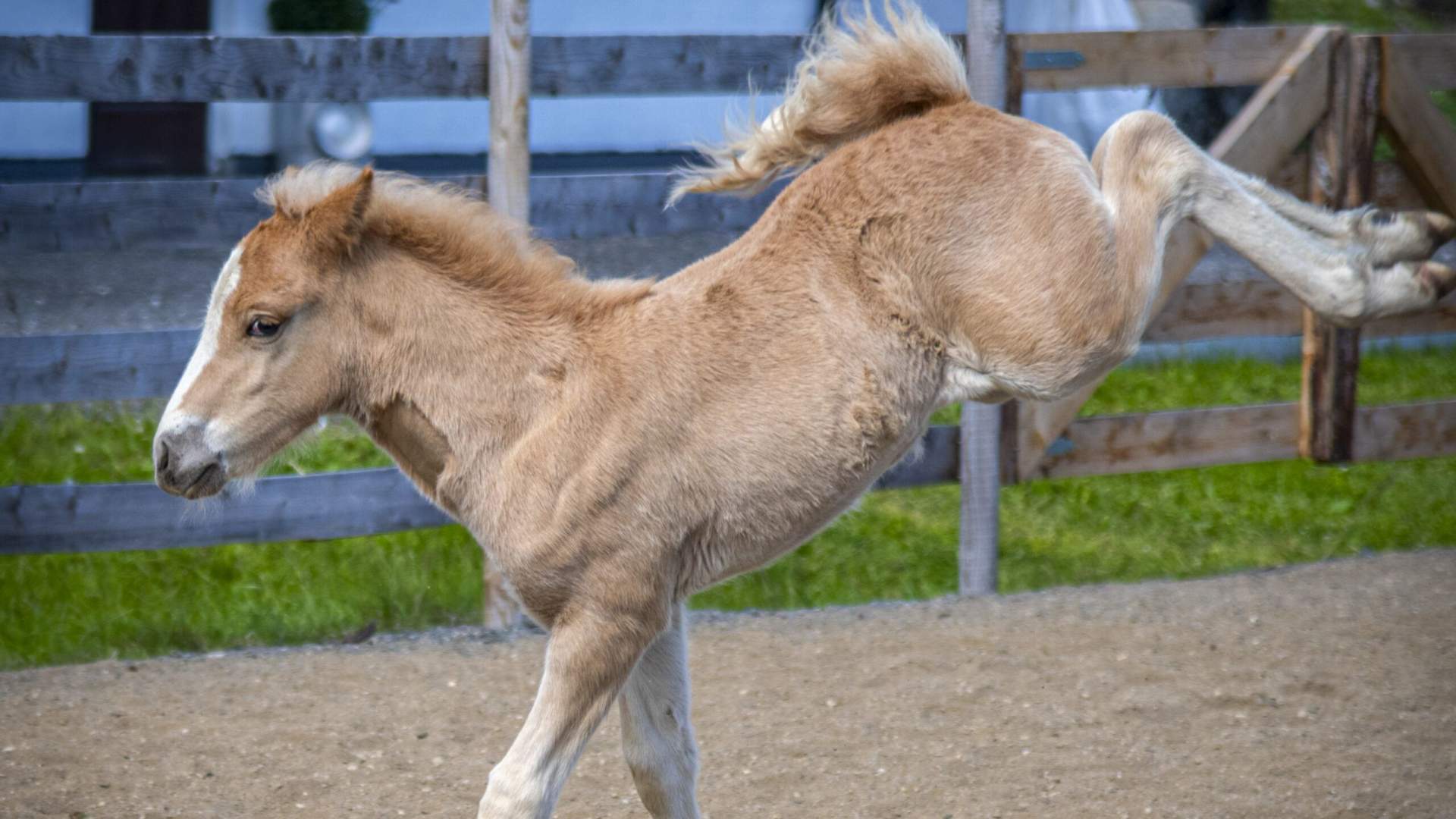 Løyle Gård - Besøksgård med alpakka, hester, hunder og geiter