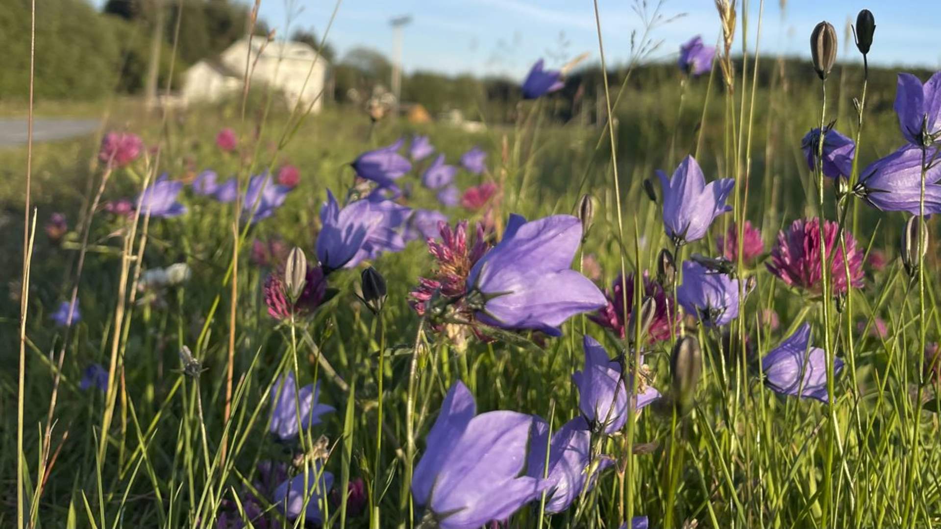 Dønnes Skolestua - Accommodation and RV parking