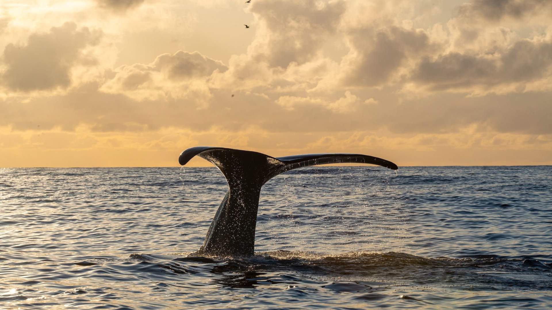 Hvalsafari med stor tradisjonell båt – Whale2Sea Whalesafari
