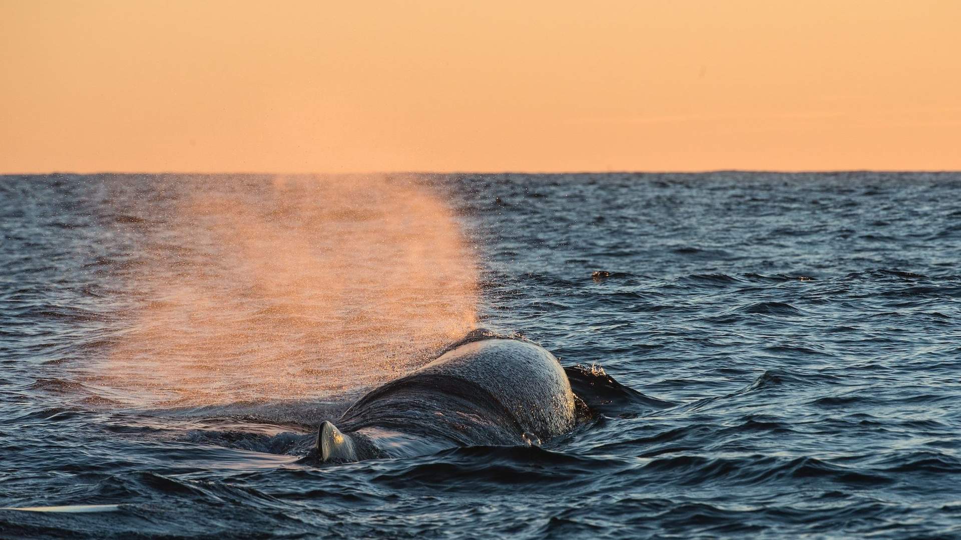 Hvalsafari med stor tradisjonell båt – Whale2Sea Whalesafari