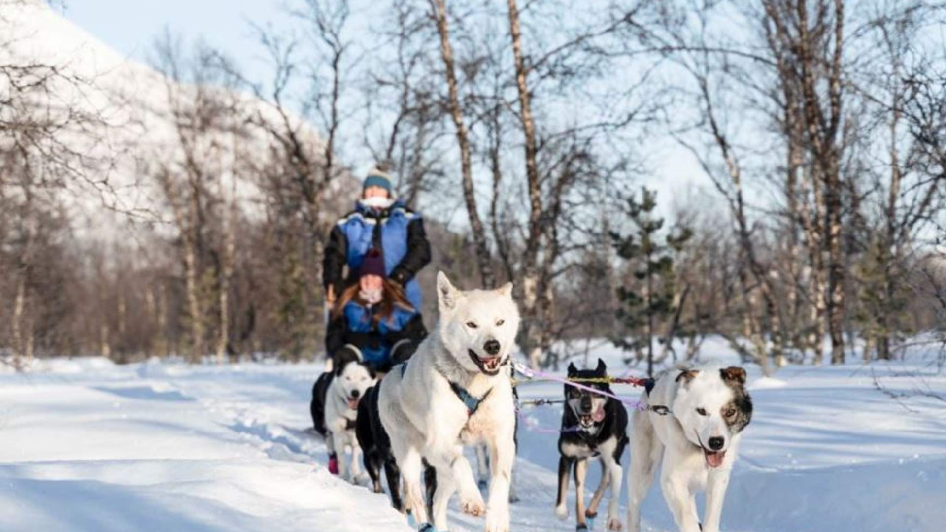 Morsom & lett hundekjøring - Early Bird tur