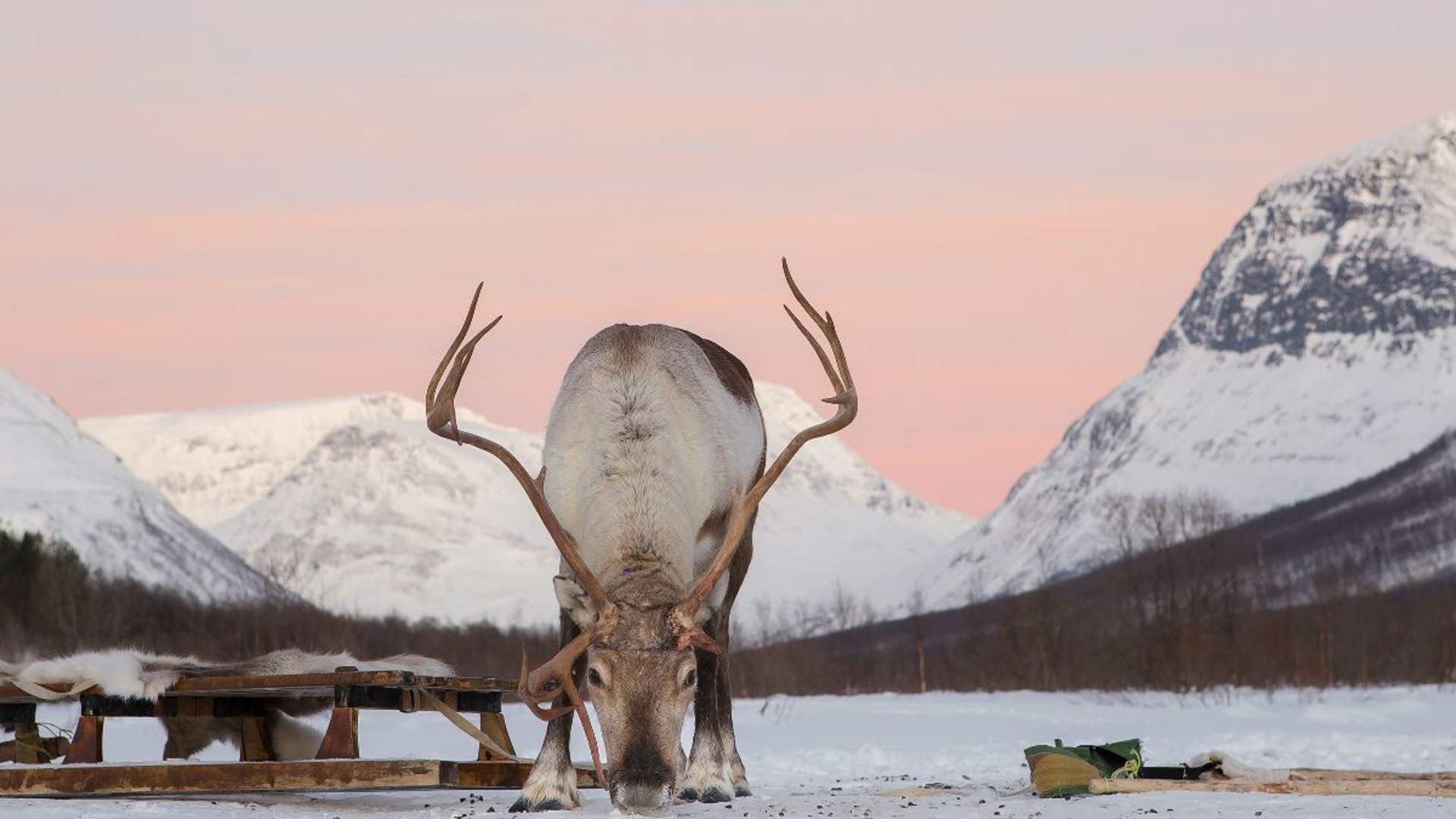 Reindeer sledding daytime - Excl. transport