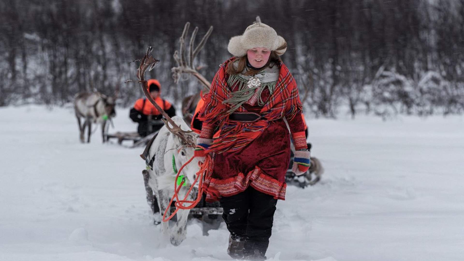 Reindeer sledding daytime - Excl. transport