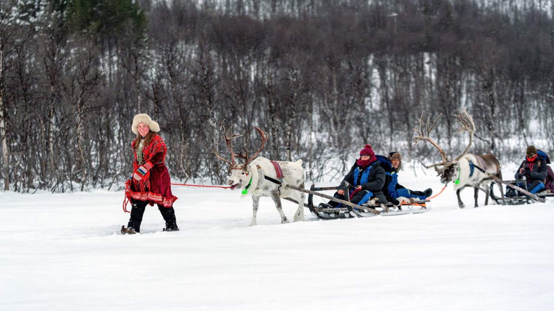 Reindeer sledding daytime - Excl. transport