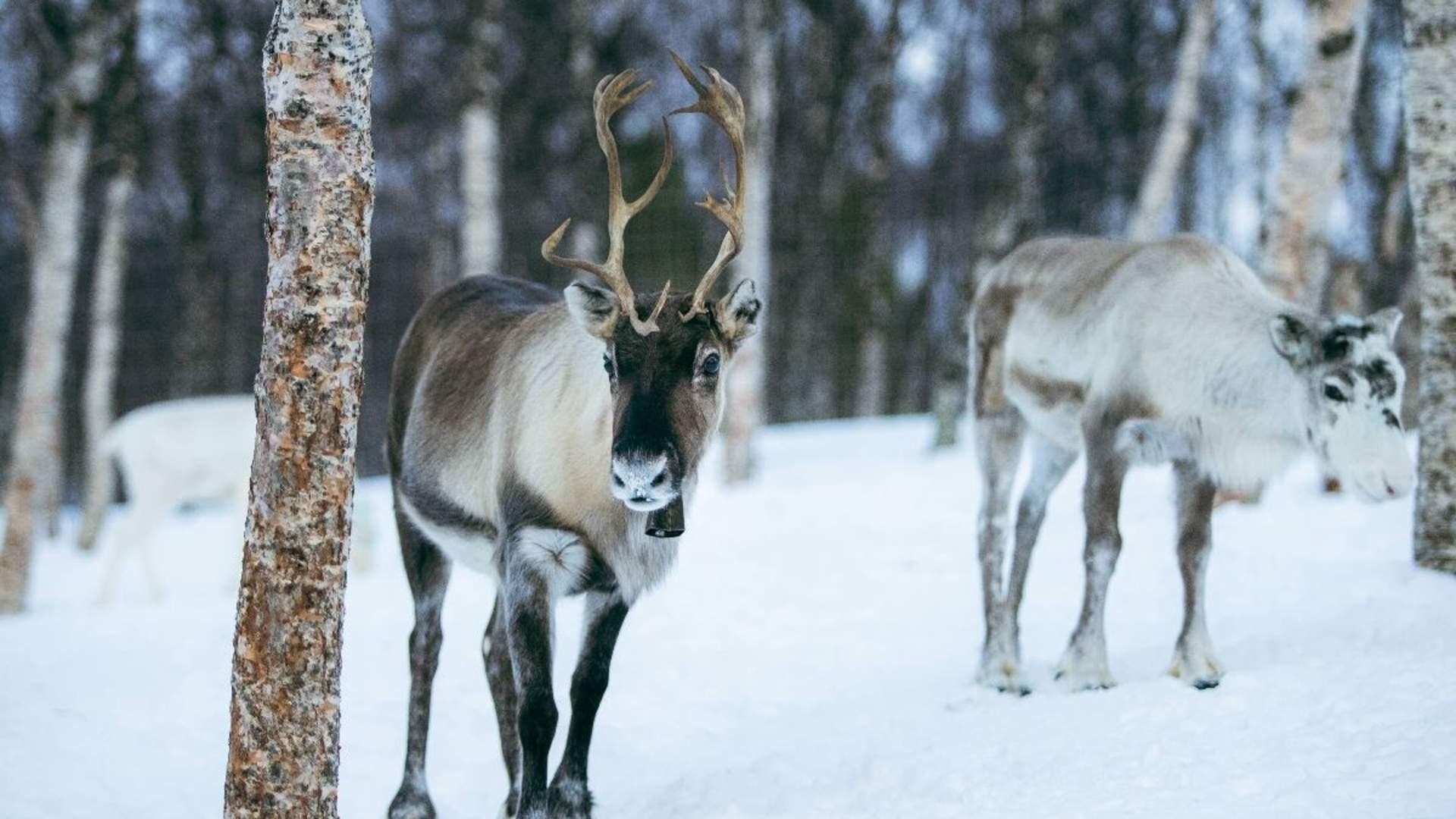 Tromsø Ice Domes Snow Park, Wilderness Experience & Snow Carving - Including Transport