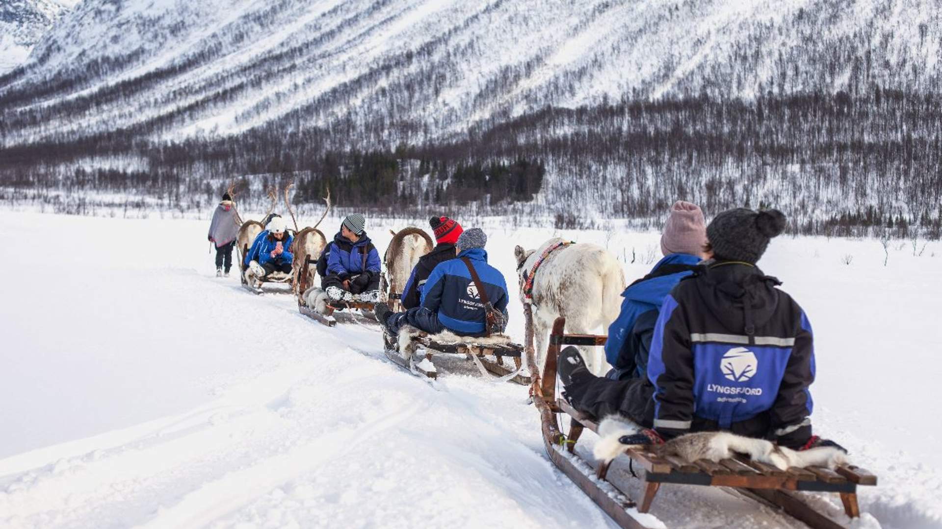 Reinsdyrslede dagstur - Inkl. transport