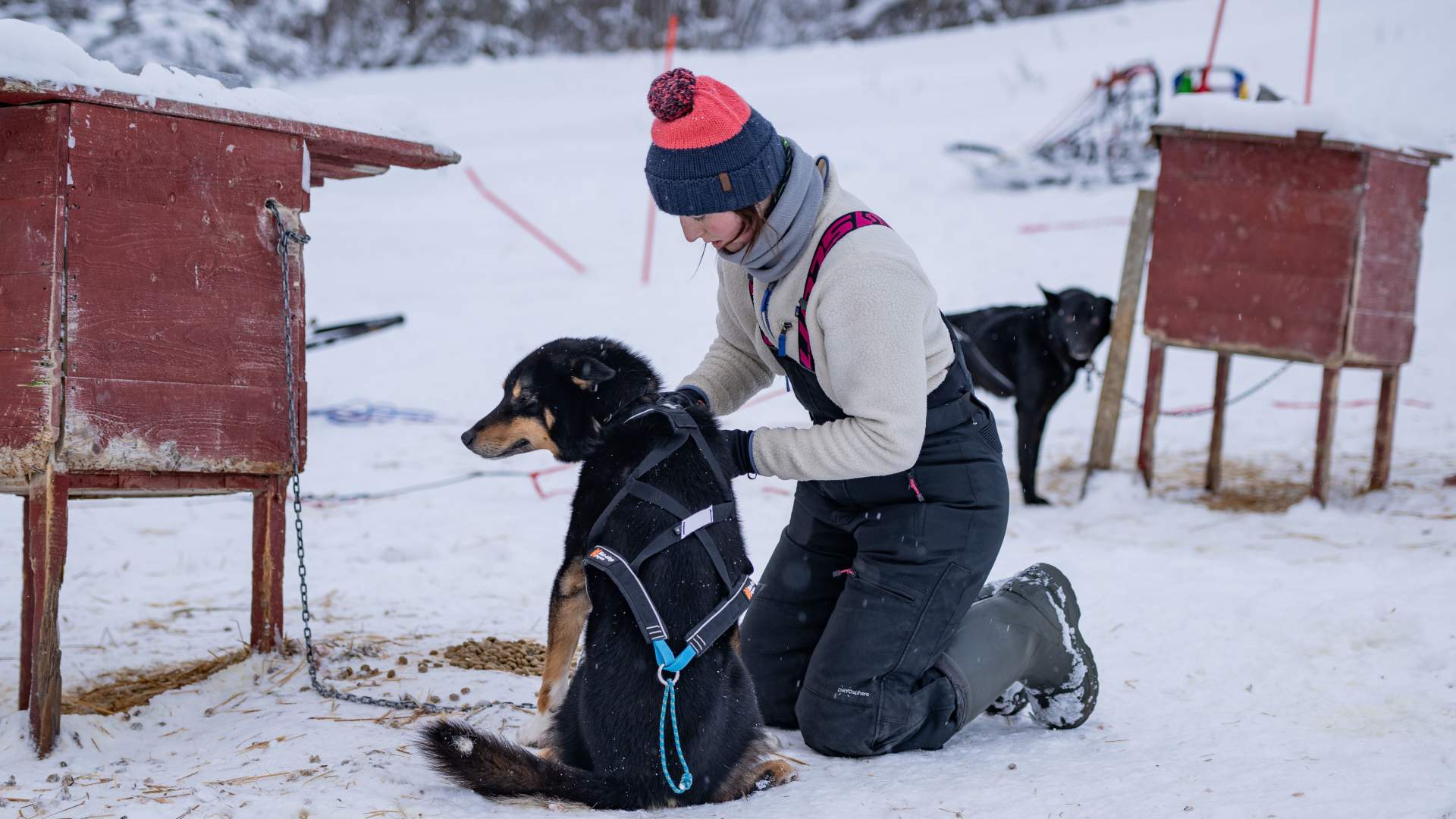 Dogsledding at Aurora Husky