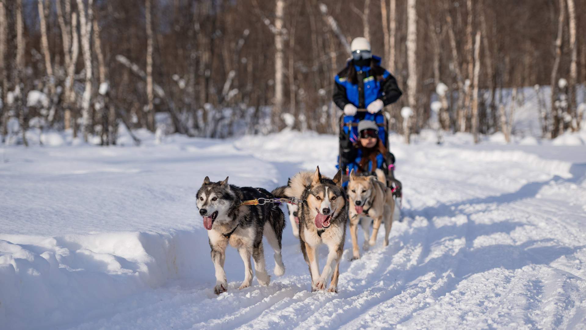 Dogsledding at Aurora Husky