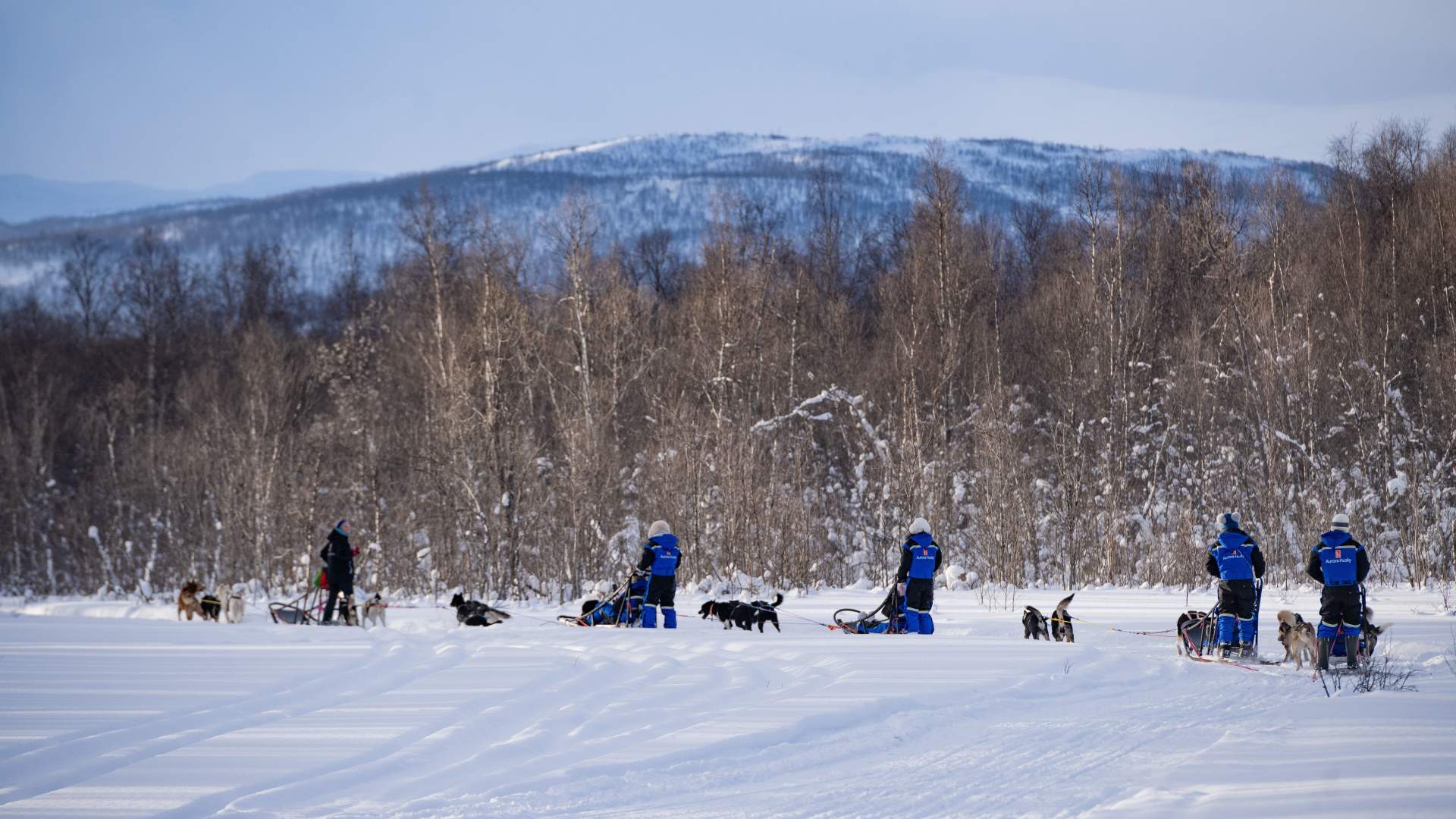 Dogsledding at Aurora Husky