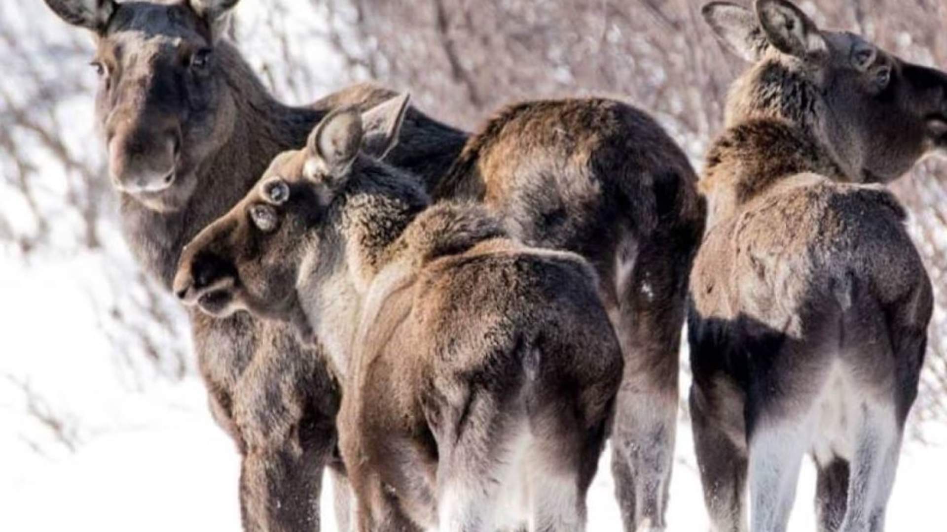 Elgsafari