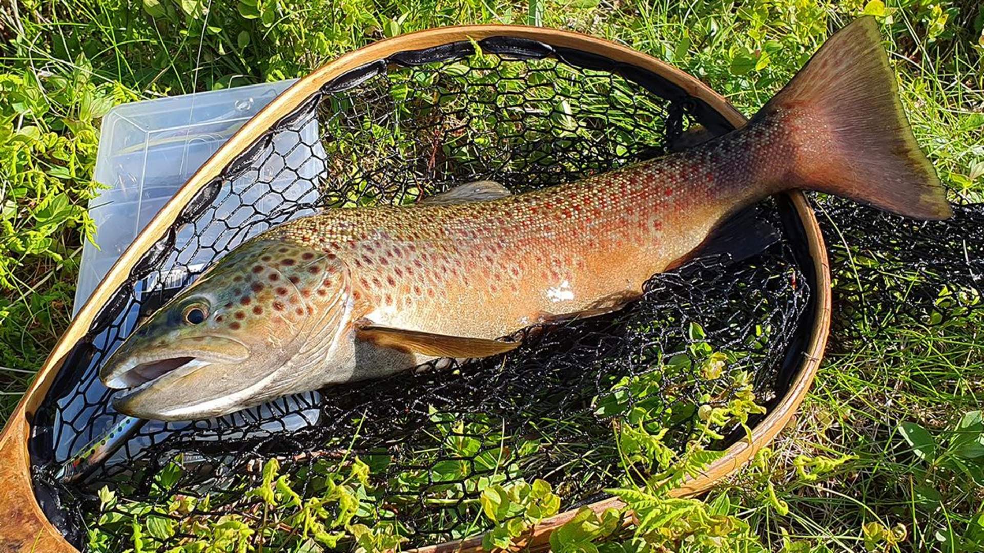 Freshwater fishing - private trip