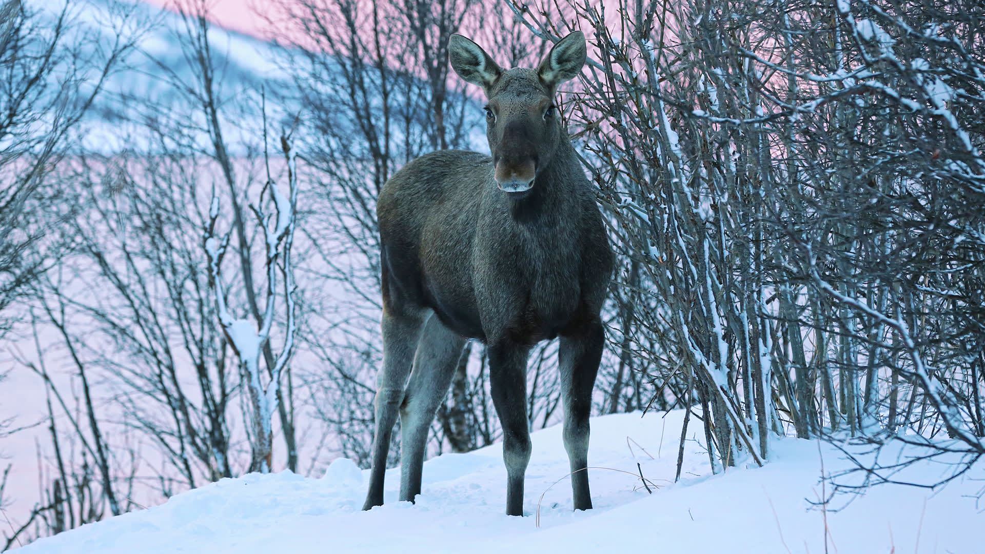 Winter activity packages