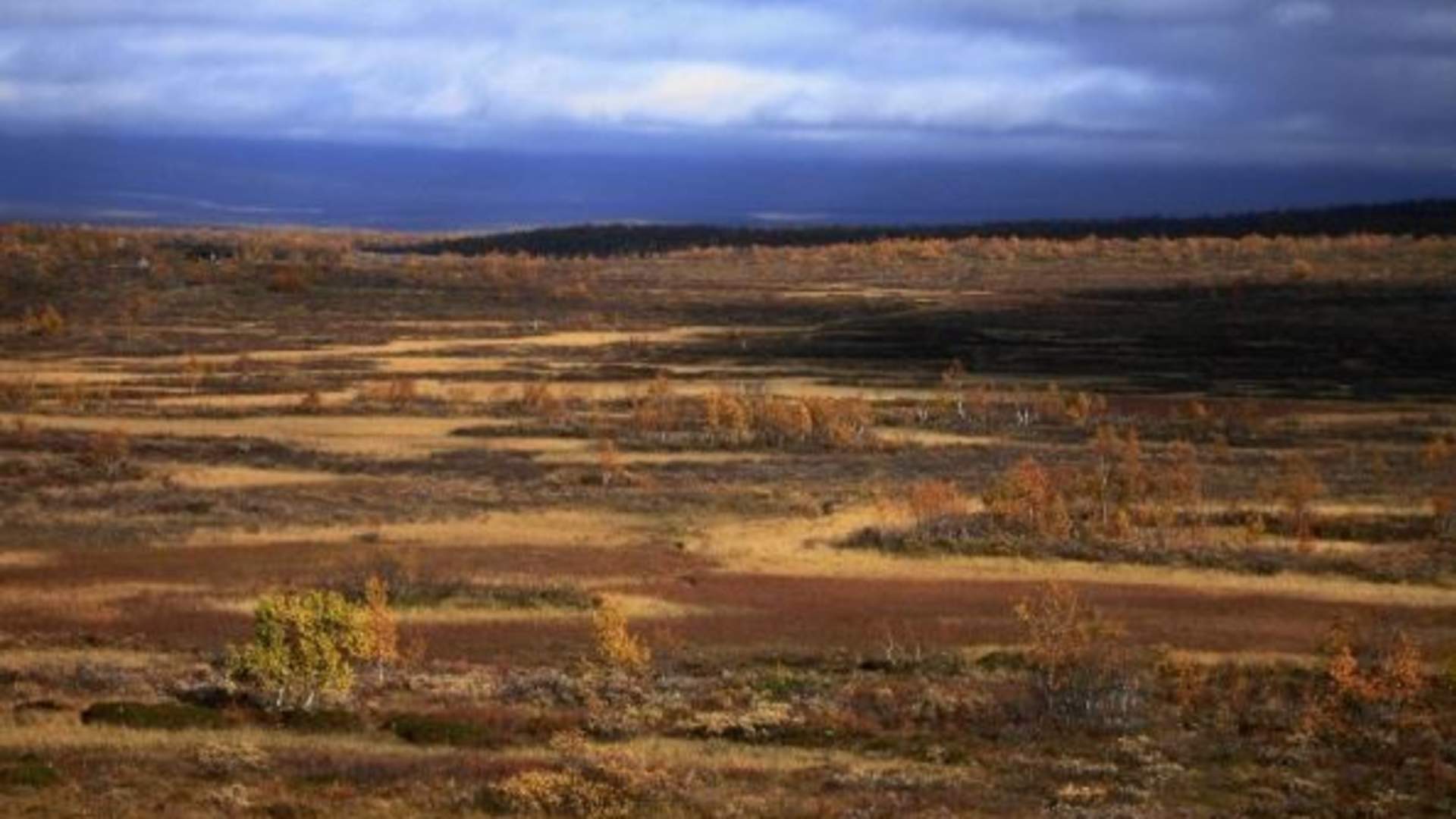 Taste of the Mountain plateau