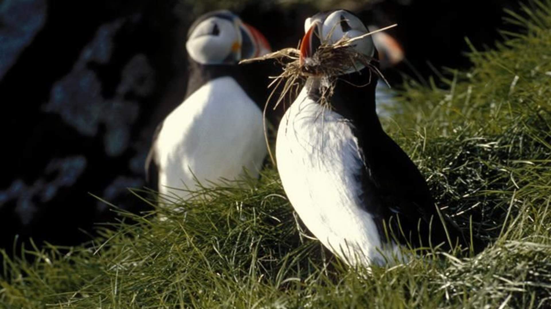 Puffin safari 1.jpg