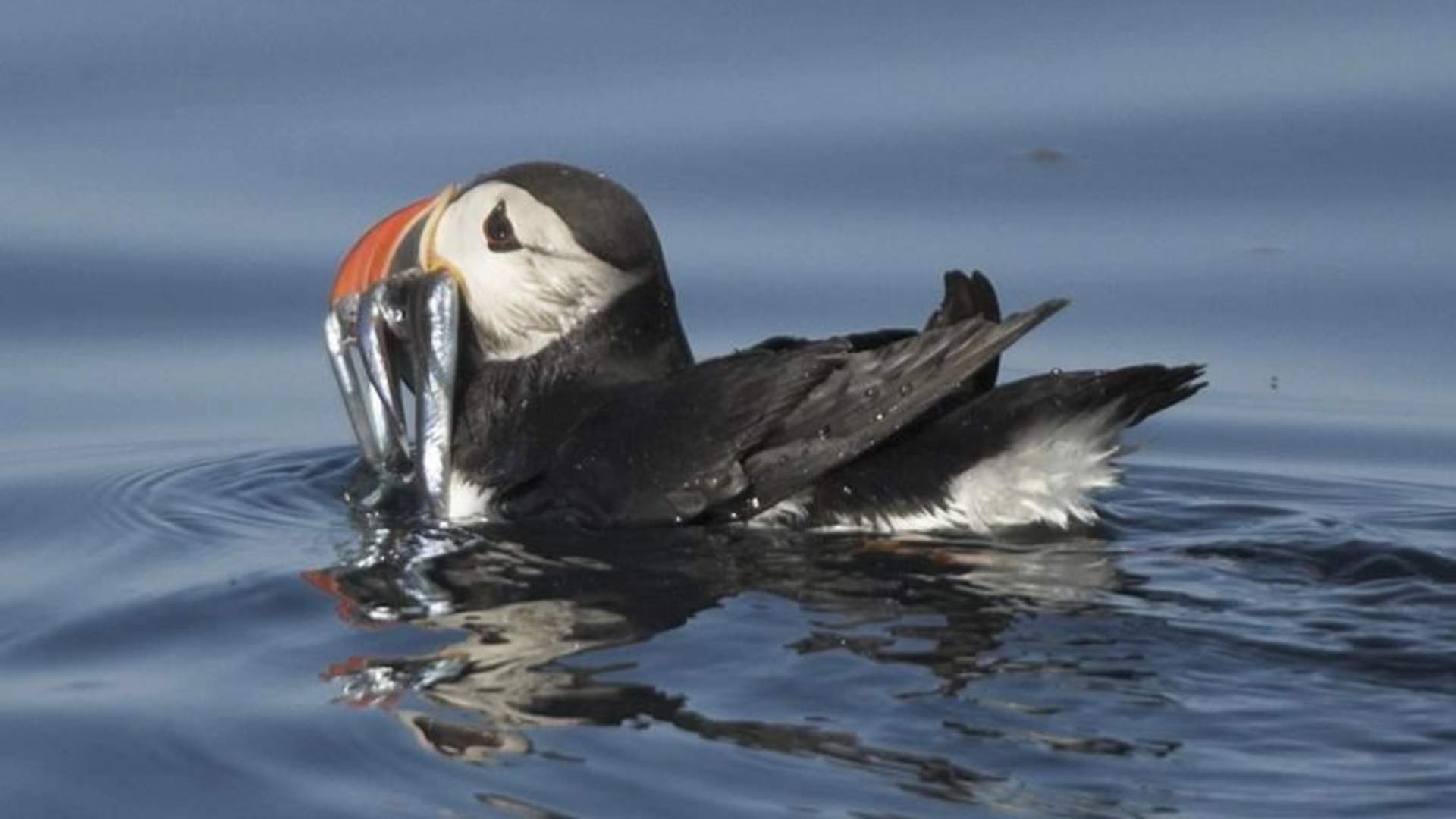 Puffin safari 2.jpg
