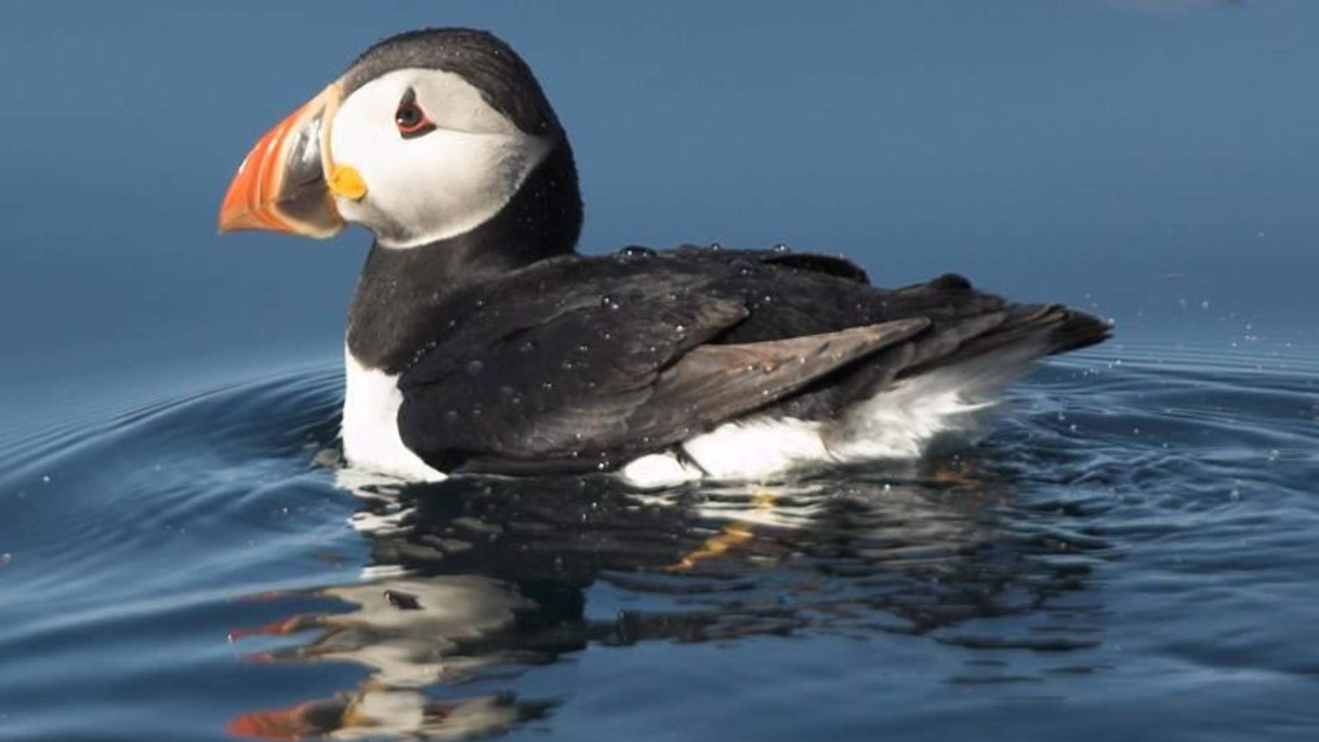 Puffin safari 3.jpg