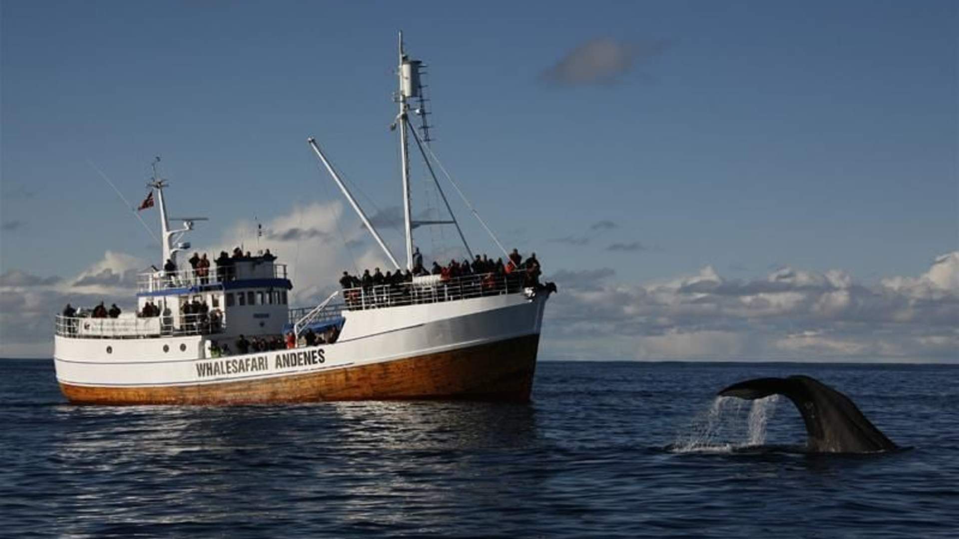 Whalesafari Andenes