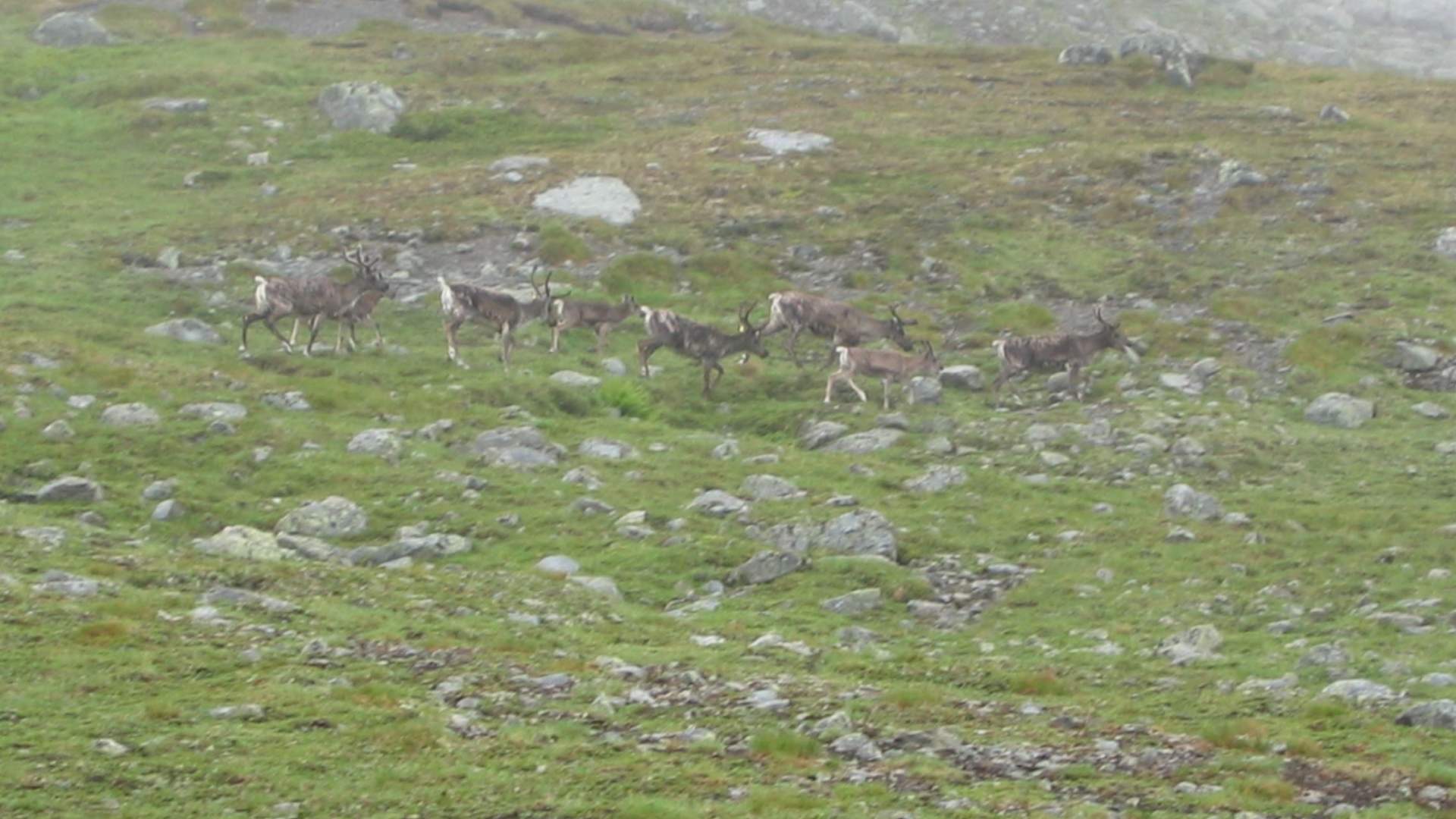 Reindeer_in_Jotunheimen[1].jpg