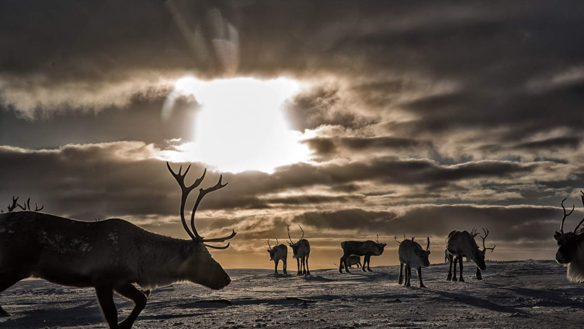 Northern light activity week