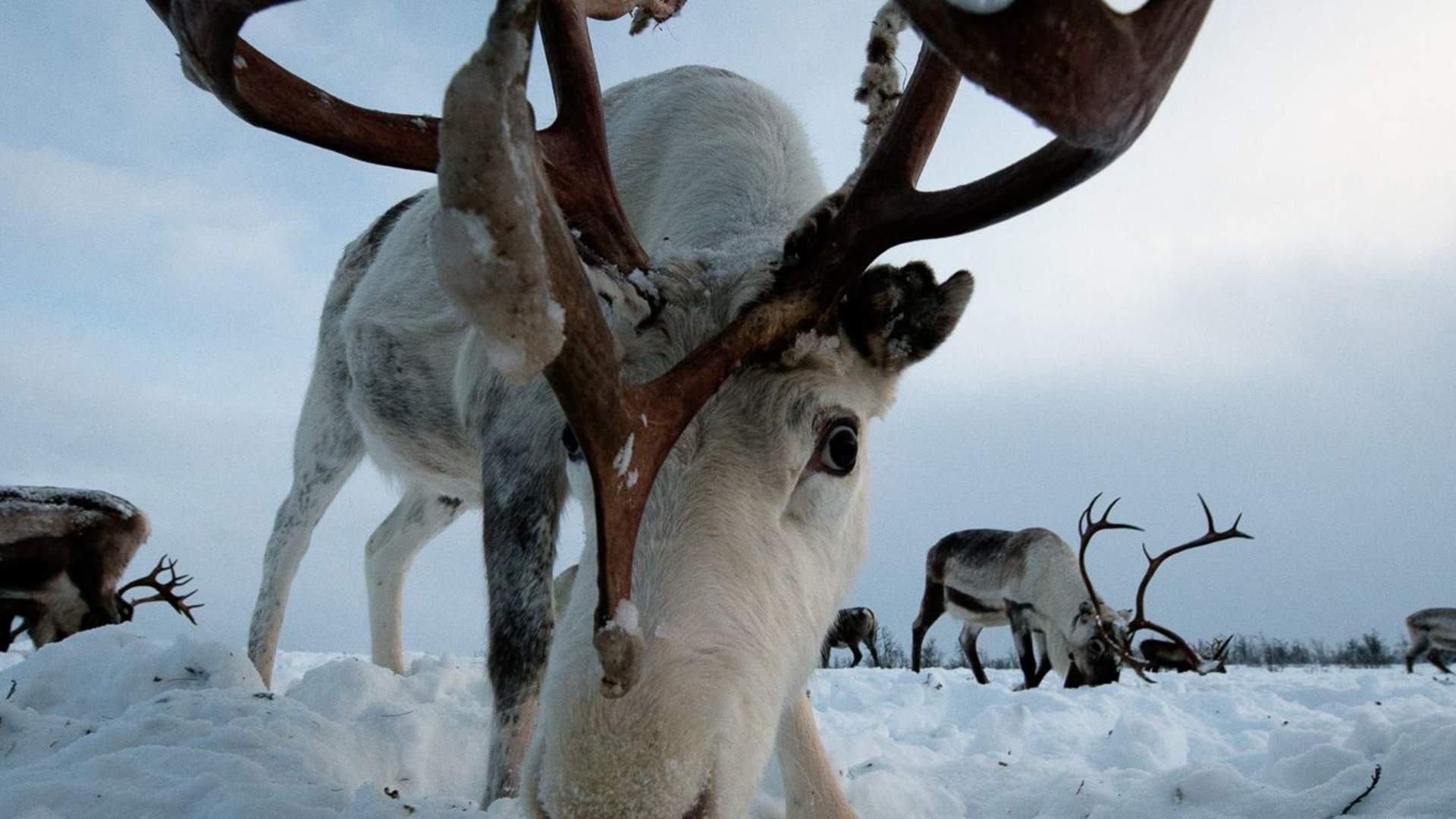 Reindeer herder experience