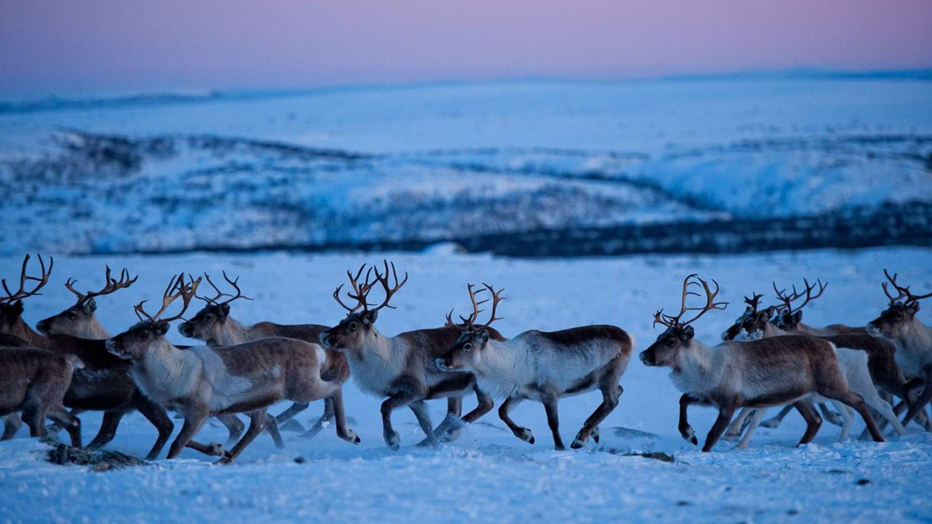 Reindeer herder experience